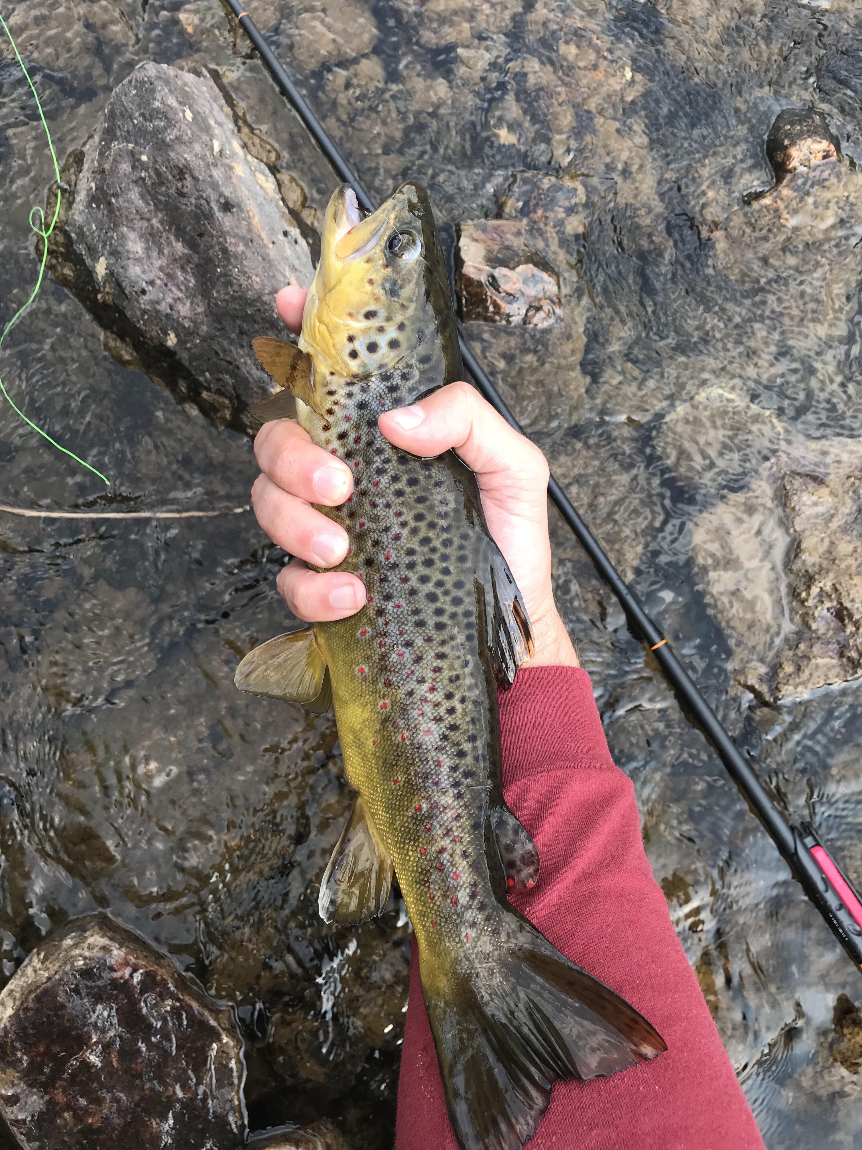 Only fish of the day from an alpine stream small enough to step across ...