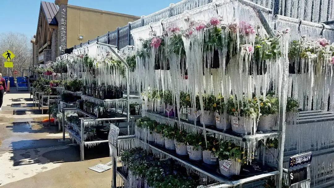 Cursed stock photo of potted plants on metal shelving completely encased in thick, hanging icicles.