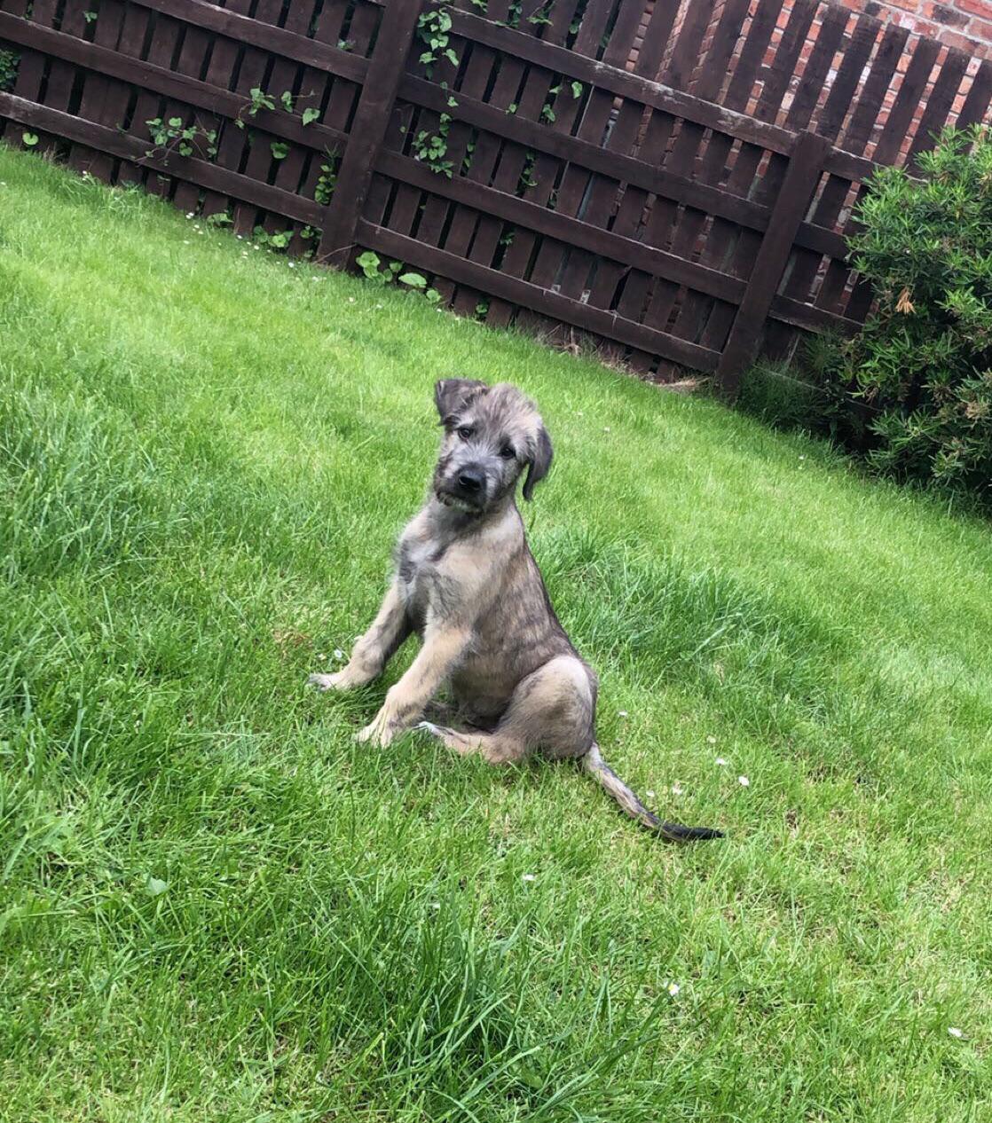 our-wolfhound-at-8-weeks-meet-vinnie-scrolller