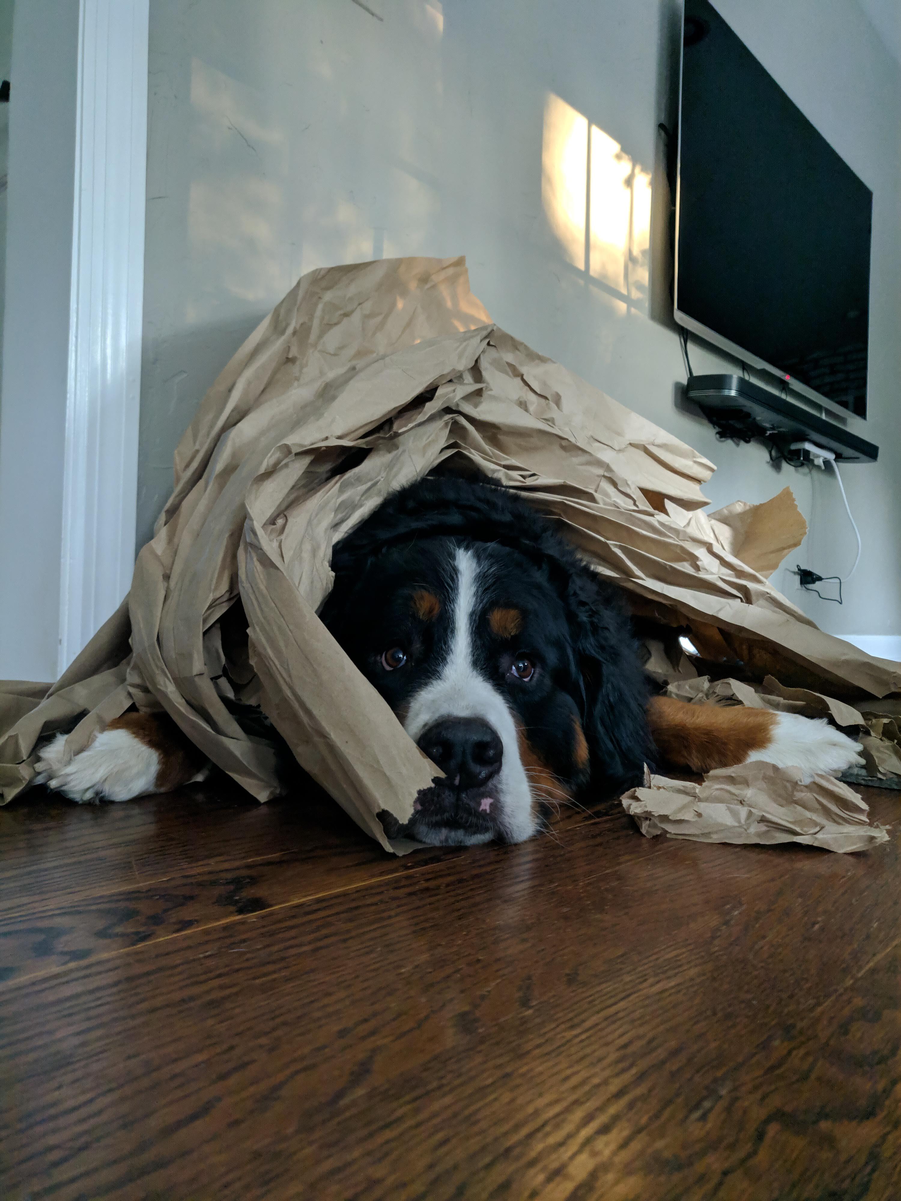 Overworked employee at the Amazon packaging shredding facility Scrolller