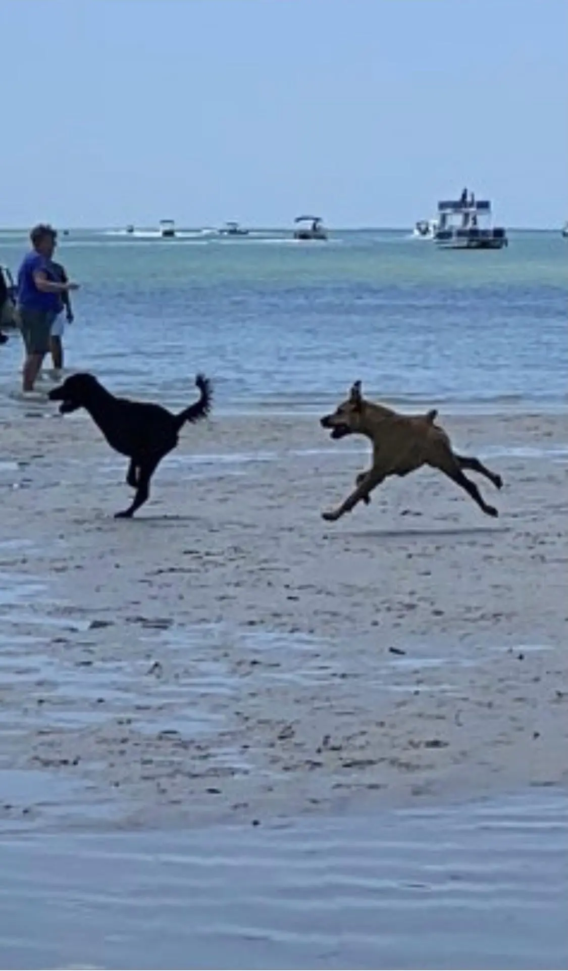 Panorama Photo + Running Doggos = Hilarious Results | Scrolller