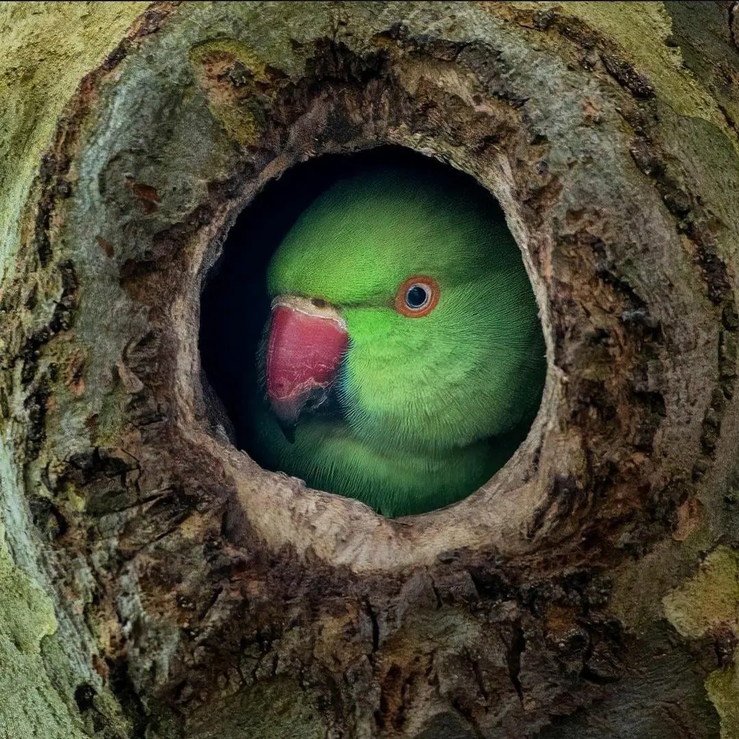 Parakeet Looking Rough 🔥 Parakeet looking through | Scrolller