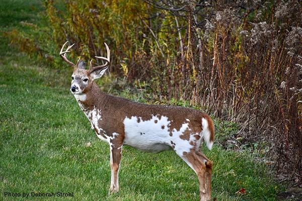 Piebald Deer Scrolller