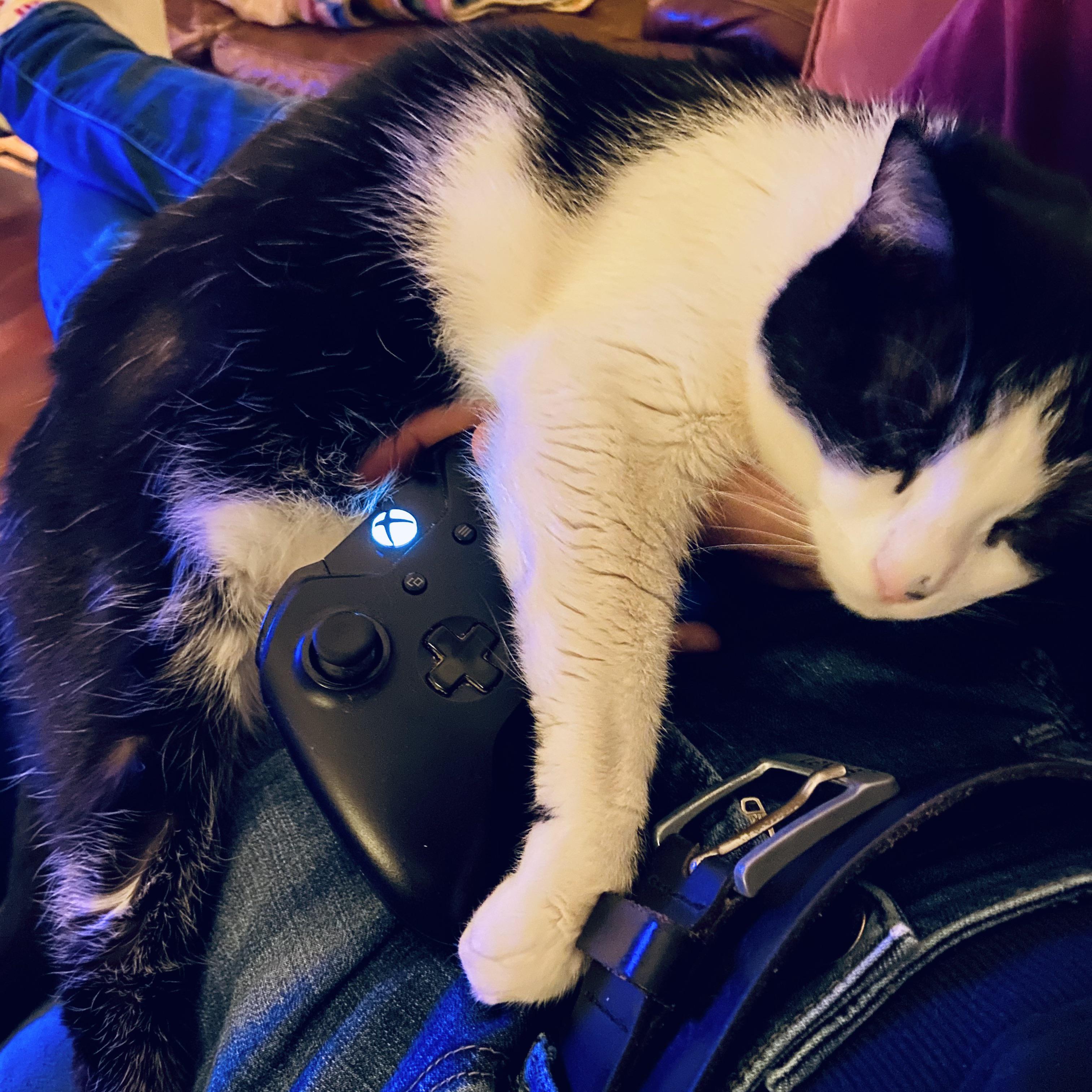 Playing Xbox with my cat Scrolller