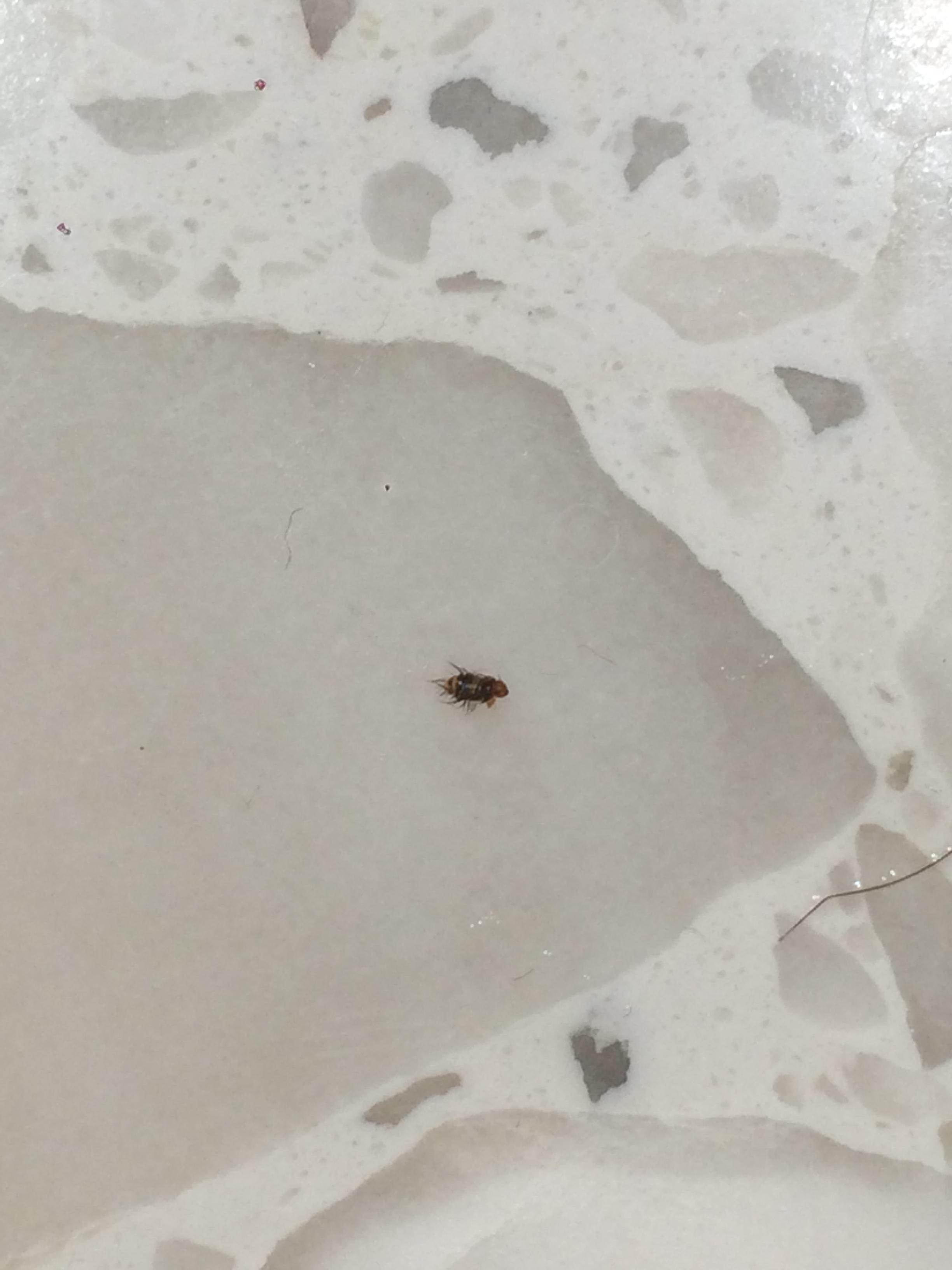 please help id!!! carpet beetle larvae or bed bug larvae? Found around ...