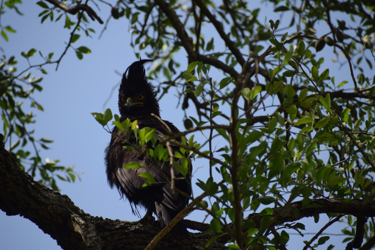 Raven (oscine passerine birds): Ruma National Park, Kenya | Scrolller