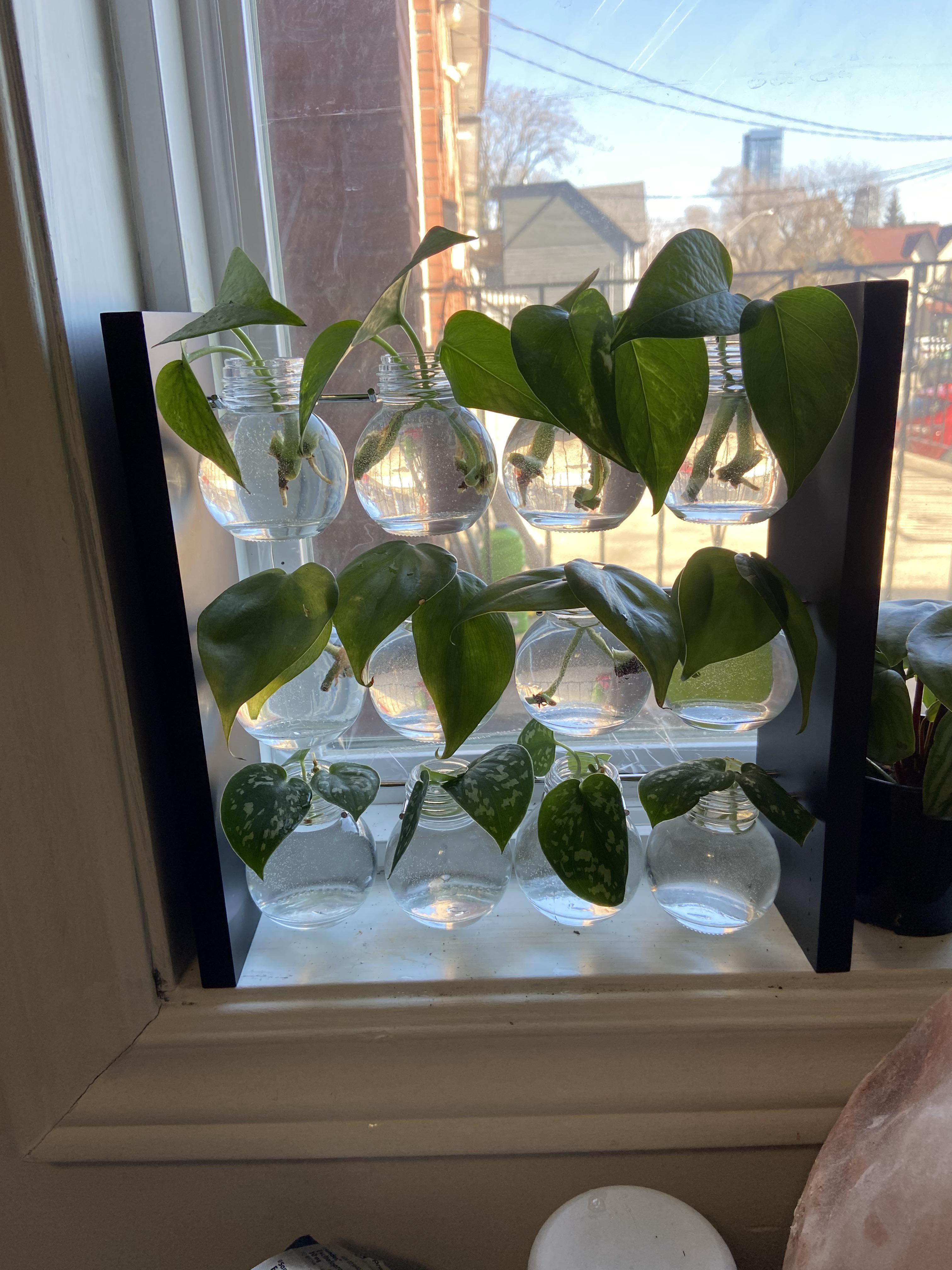 Repurposed a spice rack into a propagation station | Scrolller