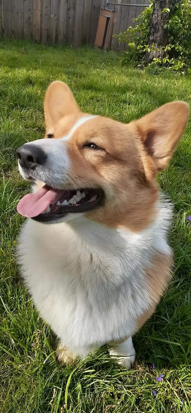 Riley turned 1 year old today, time flies.