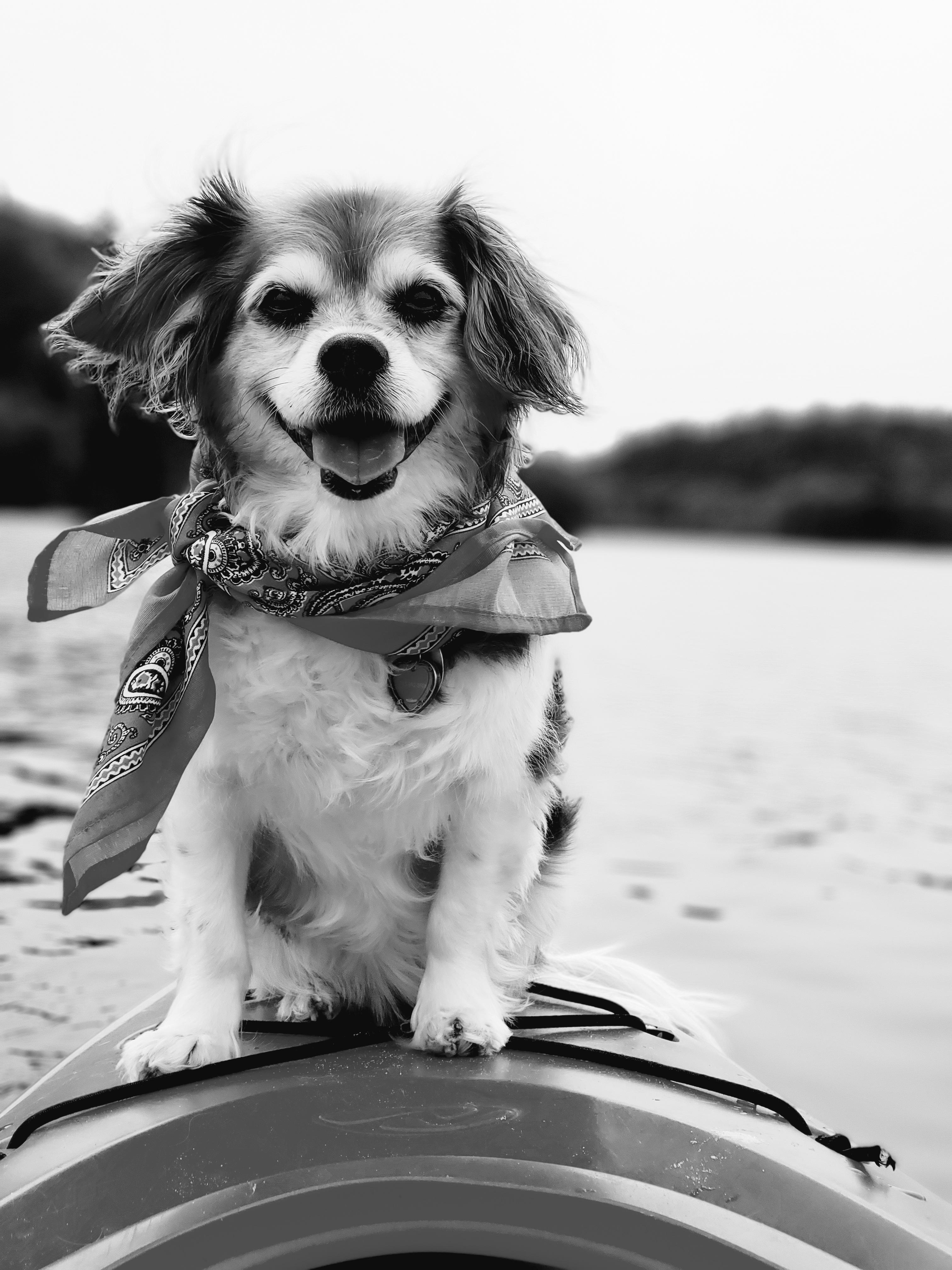 RIP- Riley | Scrolller