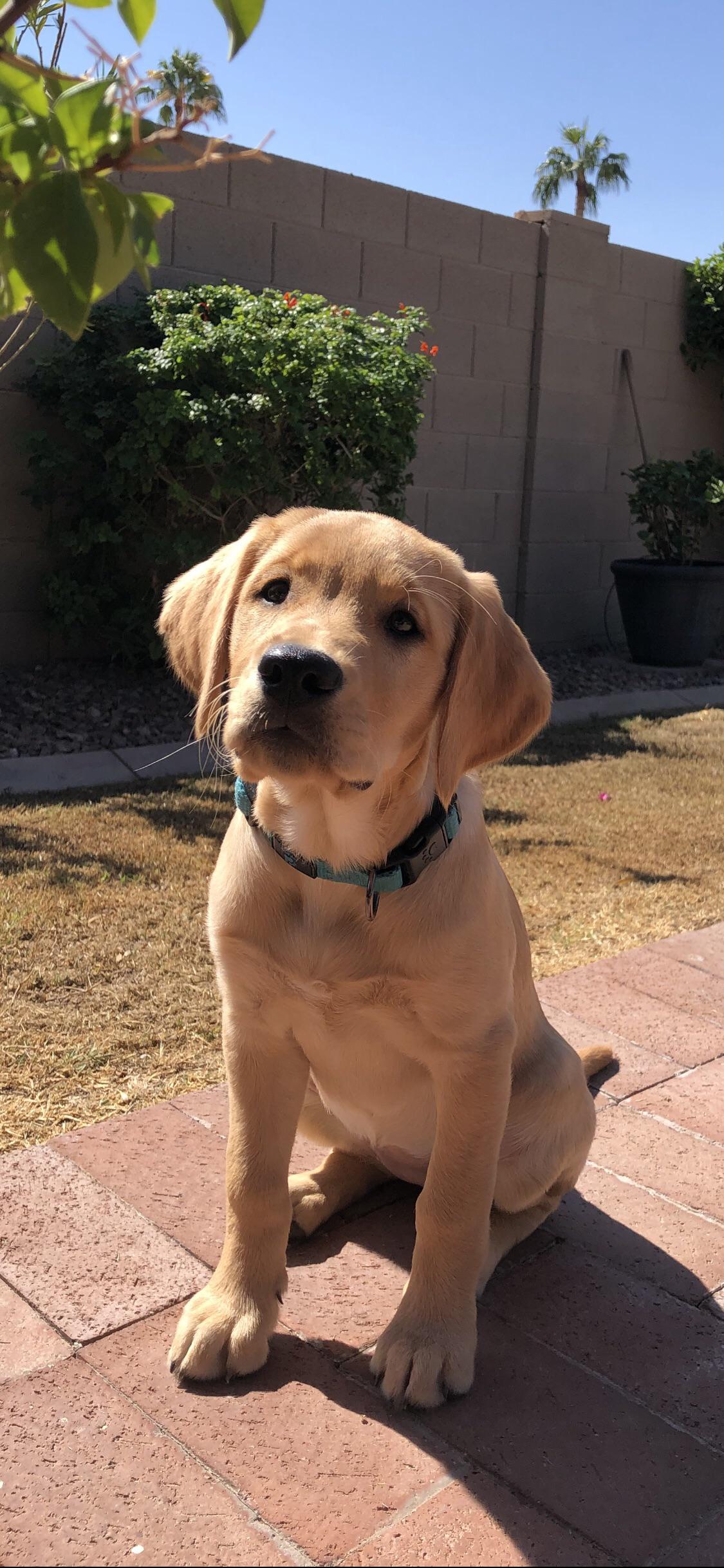 sadie-at-13-weeks-crazy-how-fast-they-grow-and-how-smart-they-are