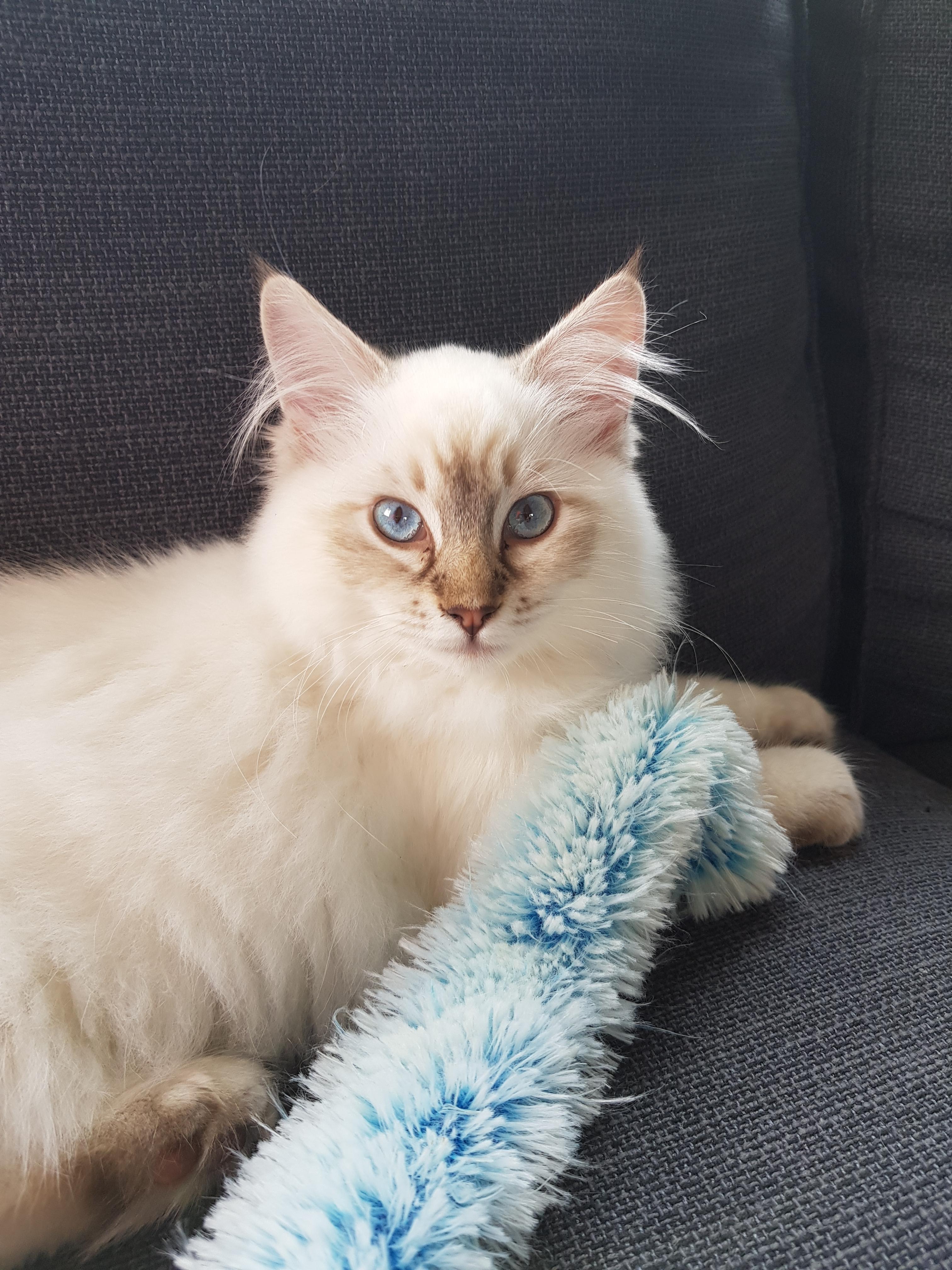 Saturday we got our very first Ragdoll! Meet Tinkerbell, our beautiful ...
