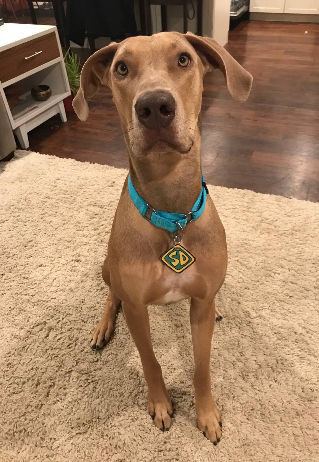 Scooby Doo aka Twiggy is all ready for the Halloween party at daycare