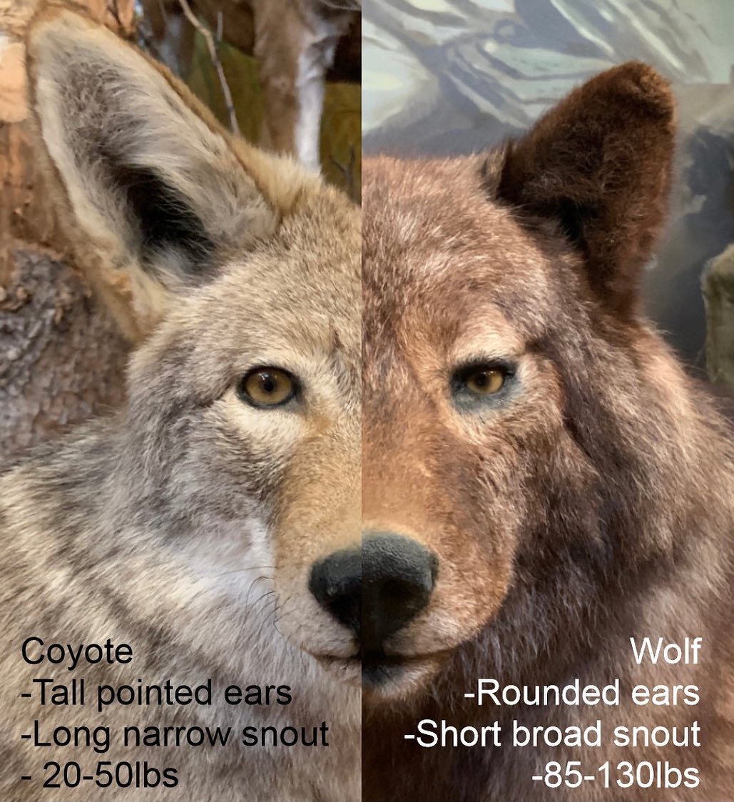 Simple Ways To Differentiate Coyotes And Wolves | Scrolller