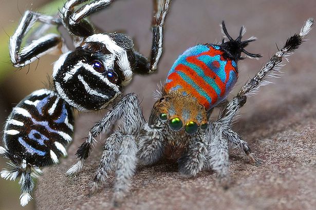 Sparklemuffin and Skeletorus Peacock Spiders | Scrolller