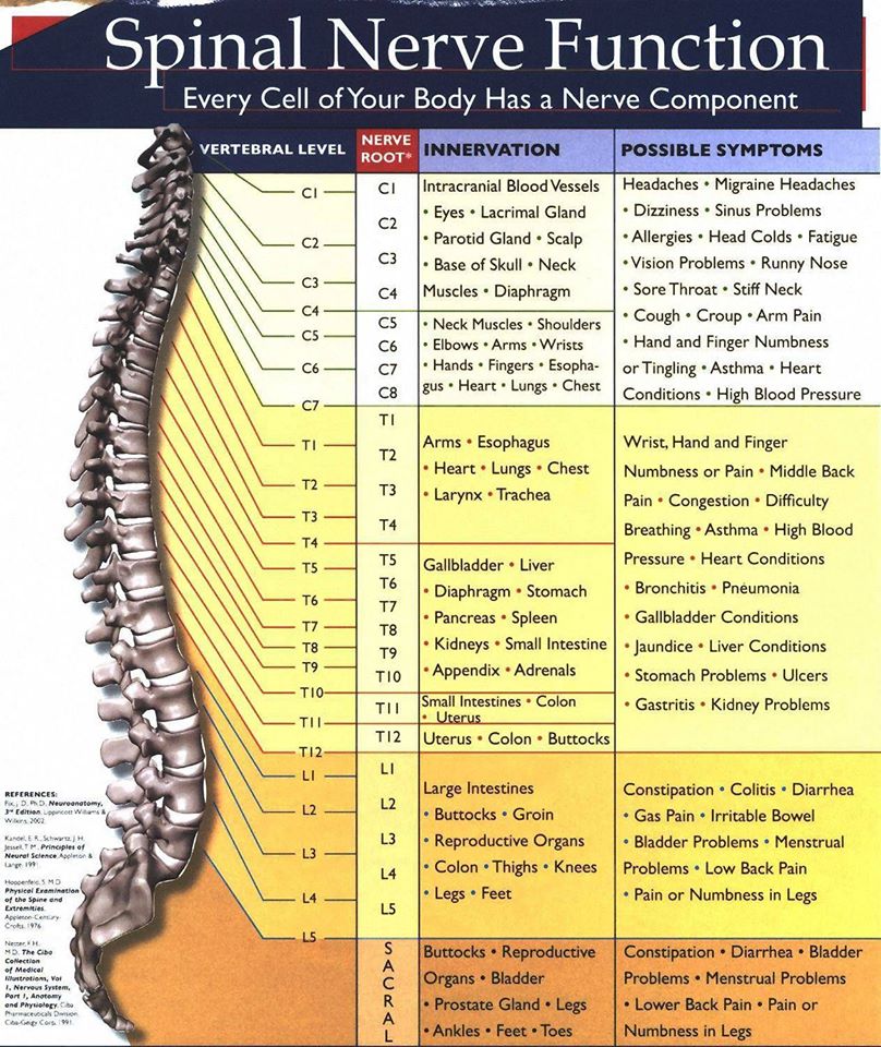 spinal-nerve-function-scrolller