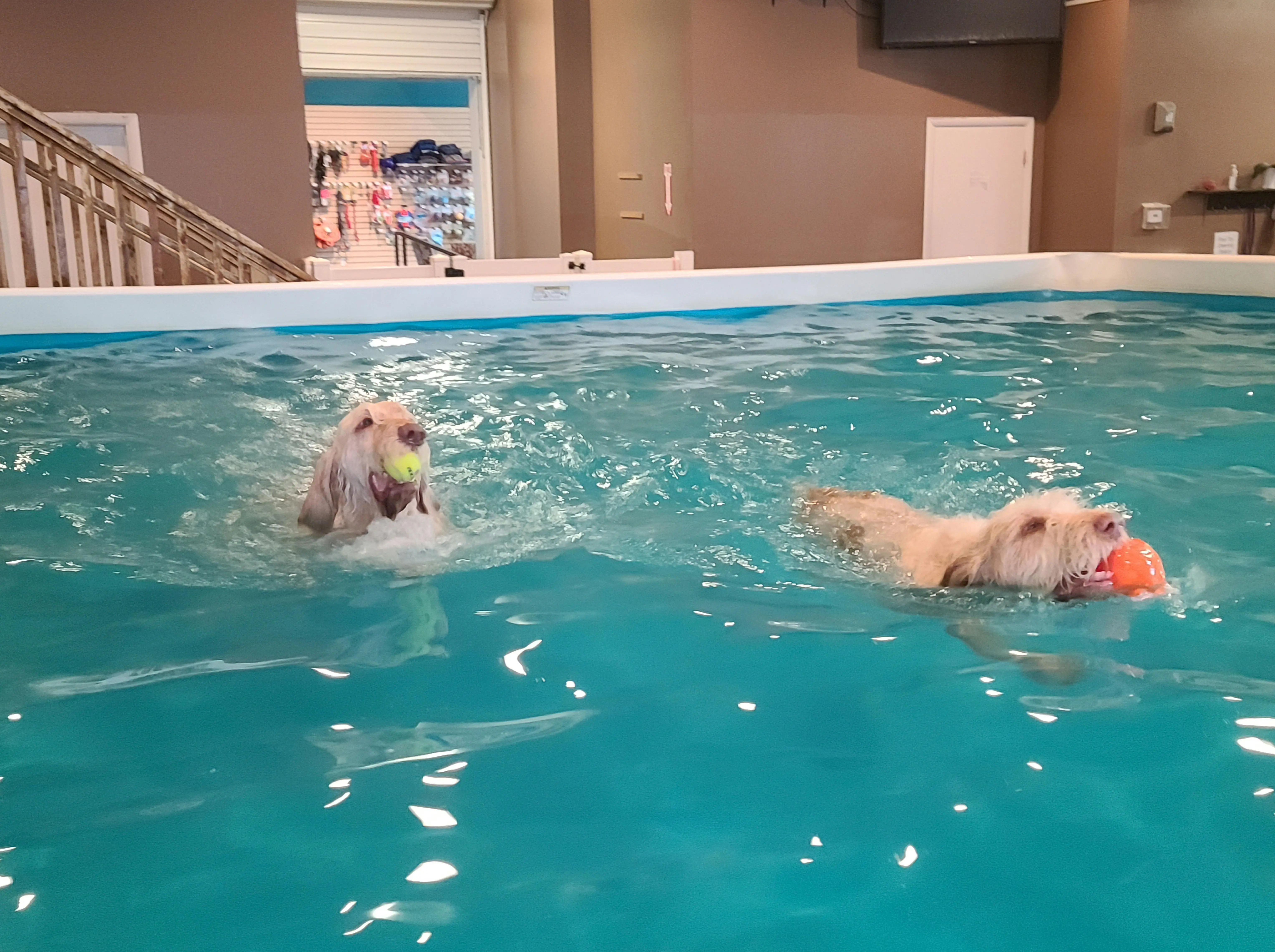 Scrolller Pool Spinoni day at the pool | Scrolller