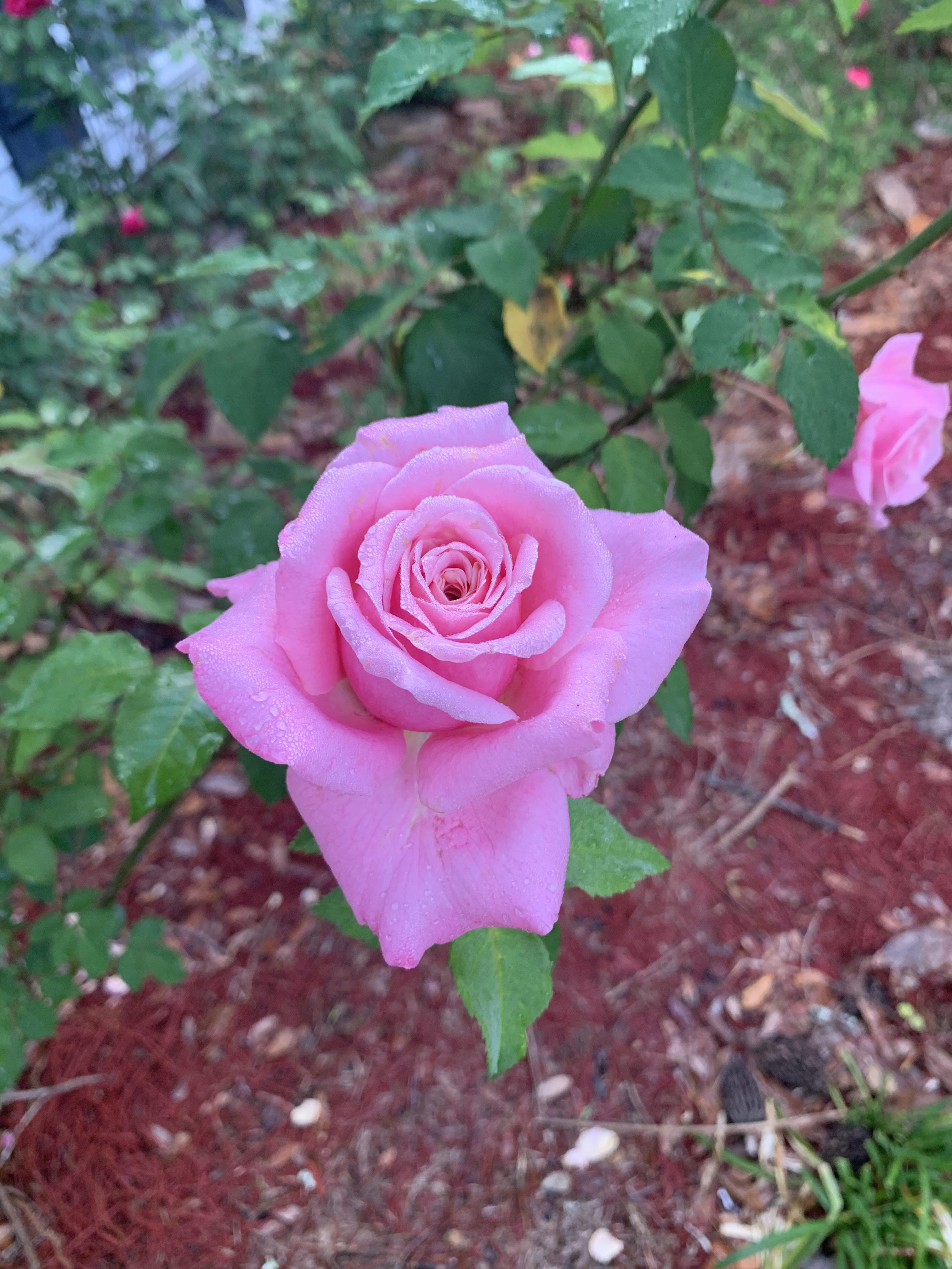 Spring Rose In the Bayou. Scrolller