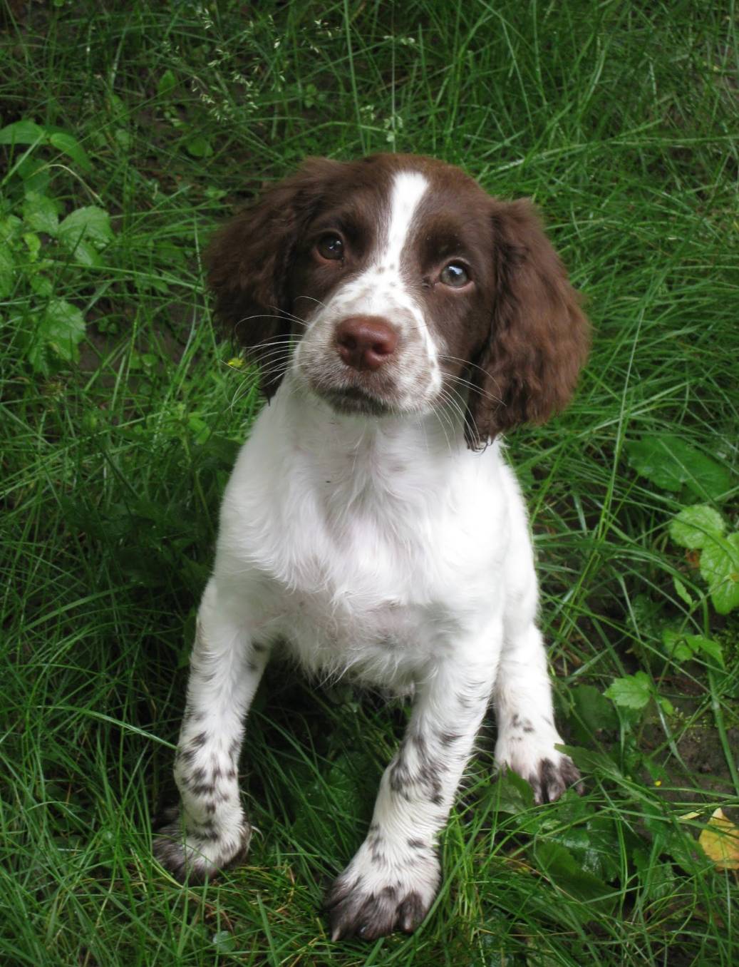 Springer Spaniel puppies are the cutest! | Scrolller