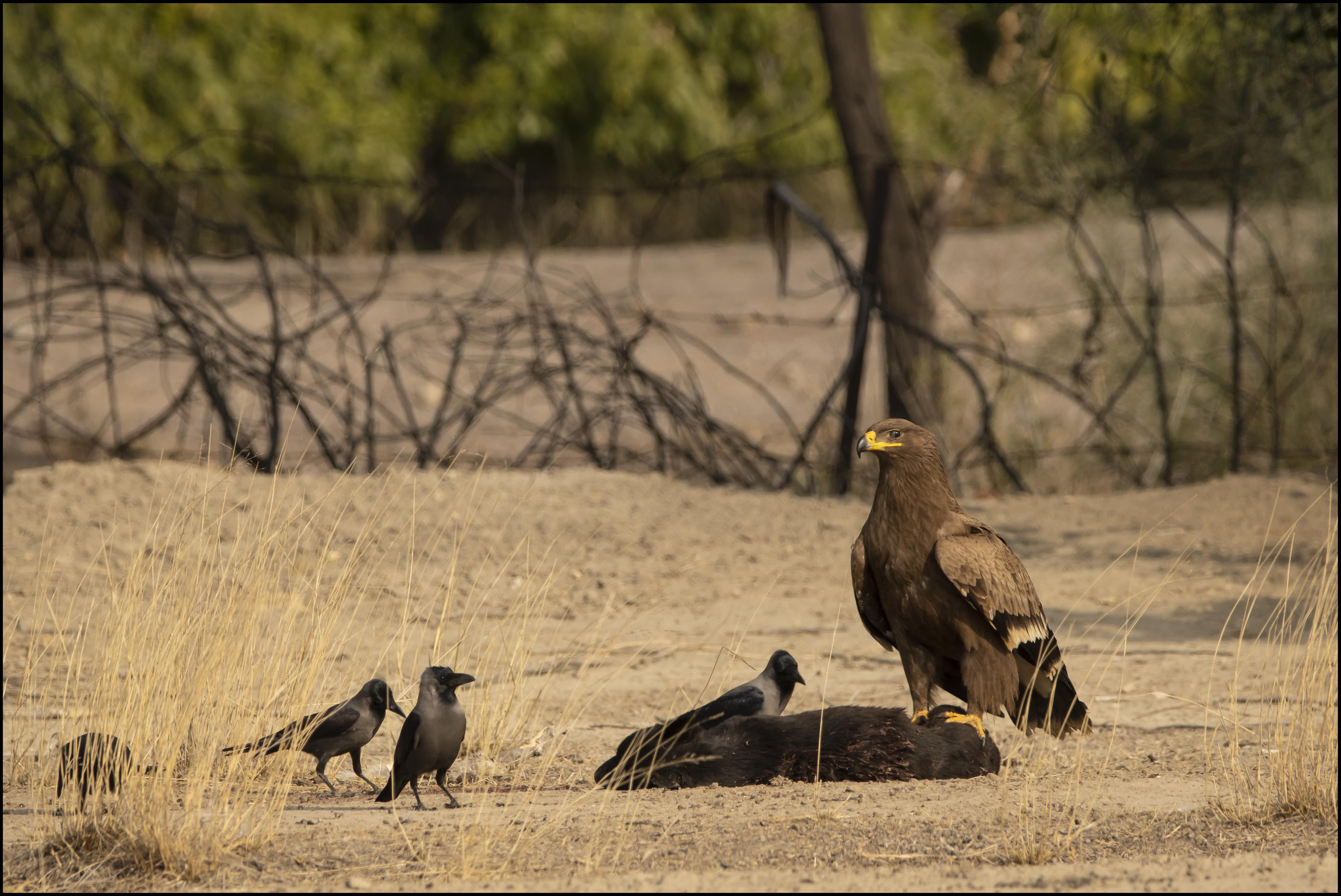 Steppe eagle, Chhapar, Rajasthan, India | Scrolller
