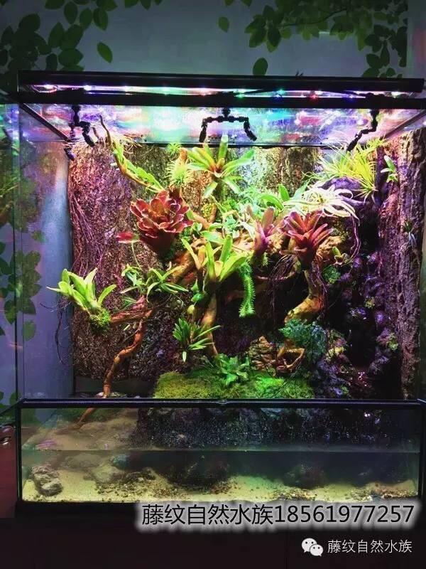 Still Paludarium Scrolller