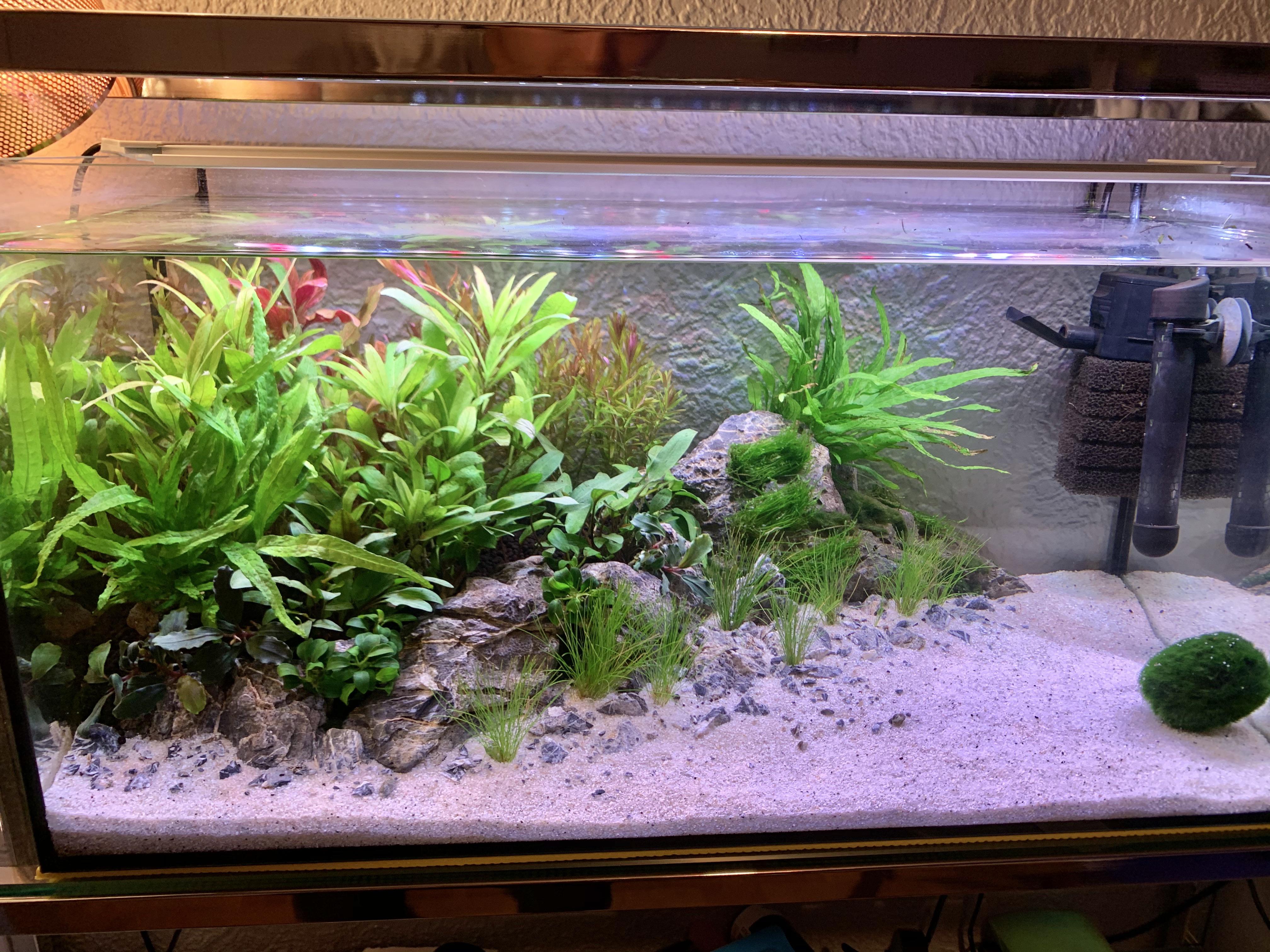 Stocking ideas for my 1st ever aquarium. It’s a 57L (14ish G) tank and