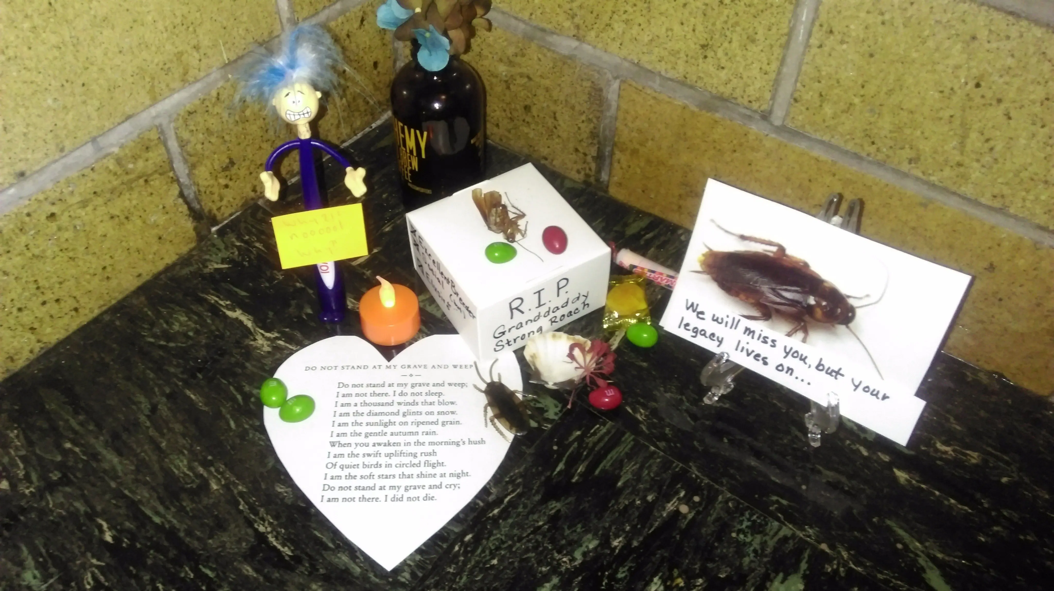Stumbled upon a cockroach memorial | Scrolller