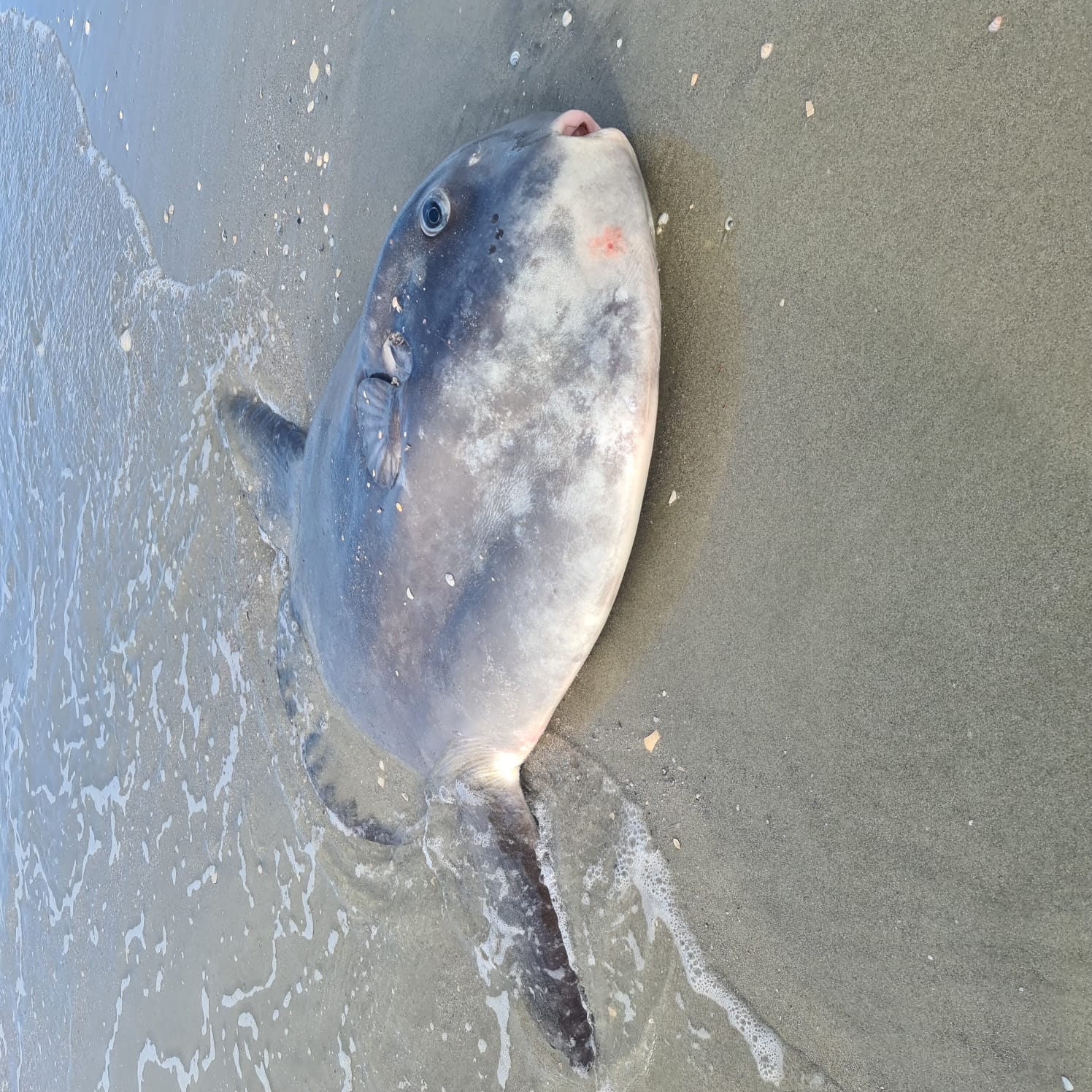 Sunfish Washed Up On A Beach In NZ | Scrolller