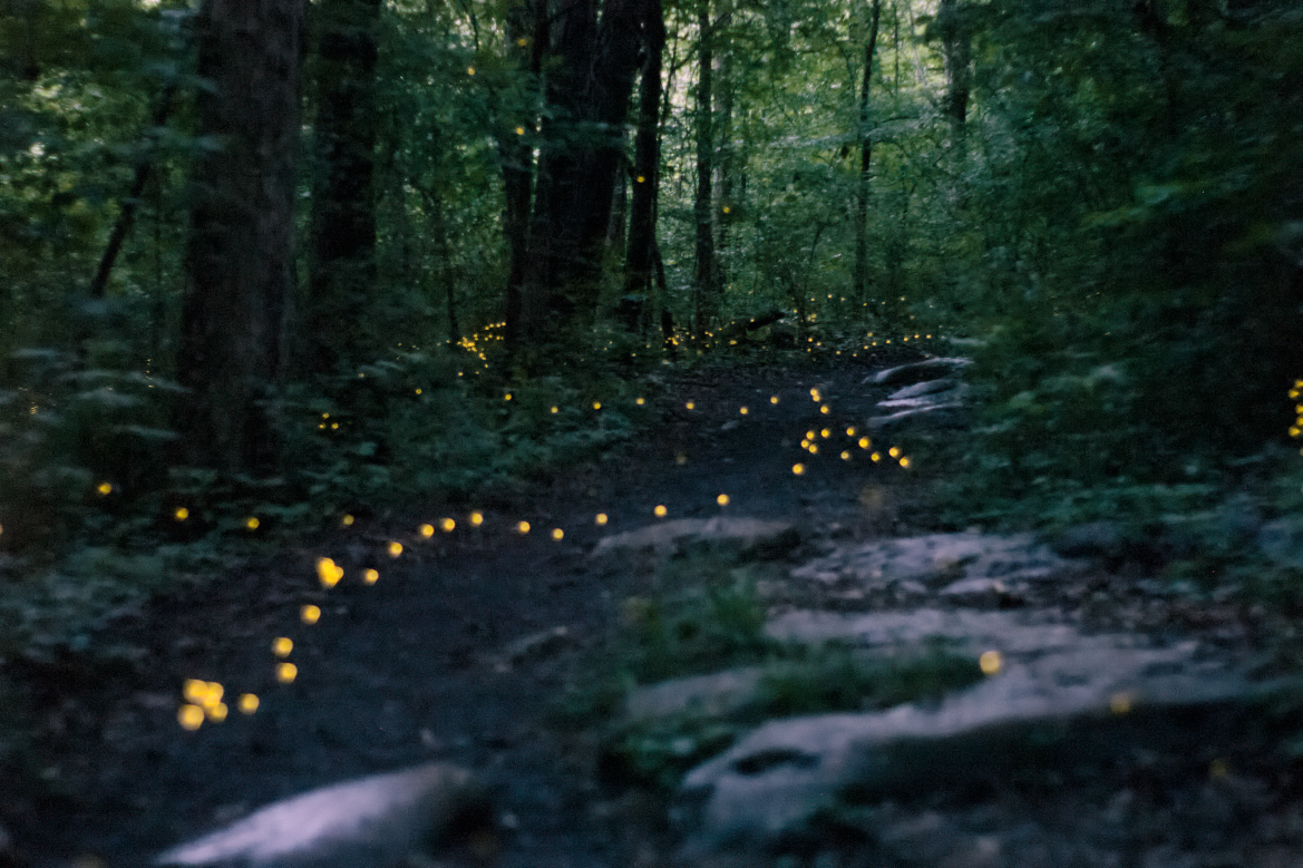 Synchronous fireflies at Wade Mountain | Scrolller