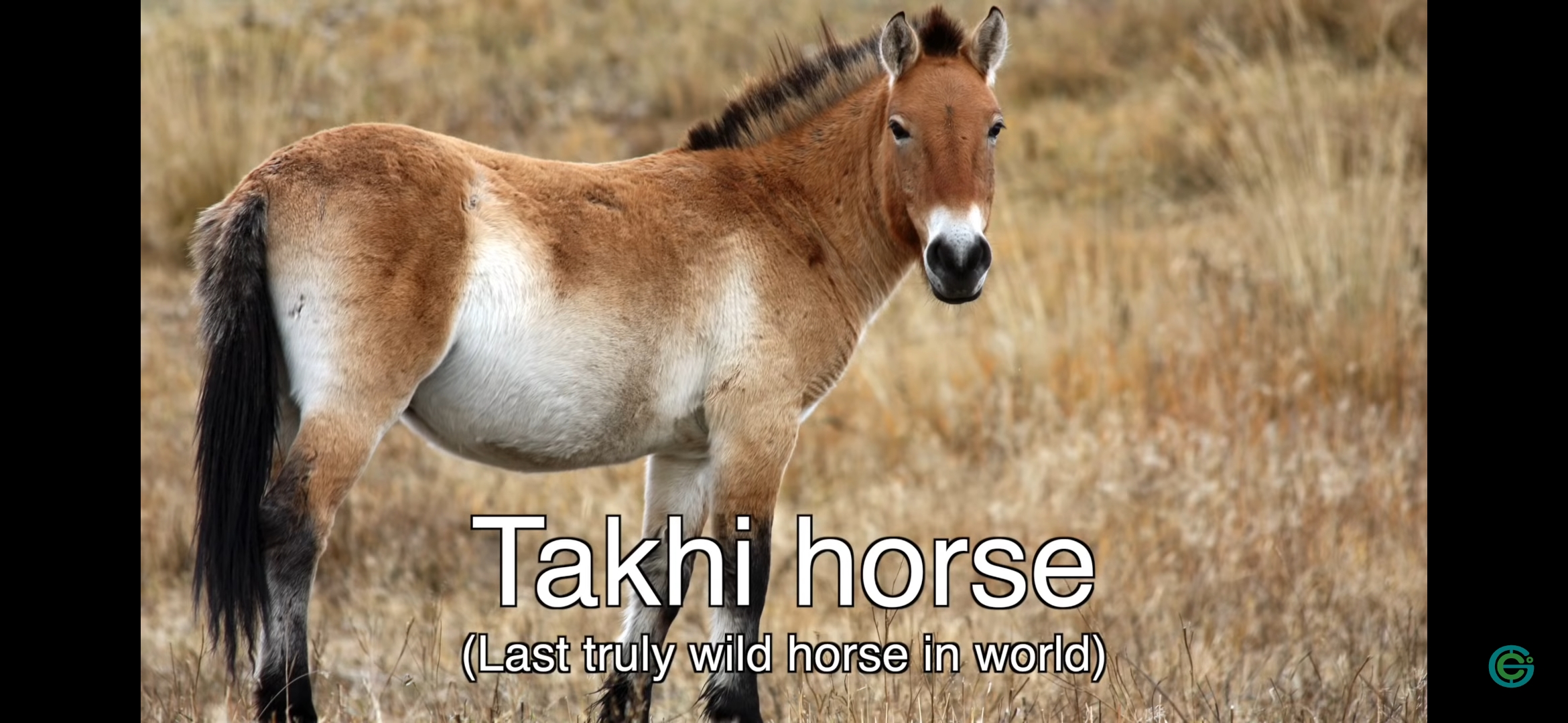 Takhi horse | Scrolller