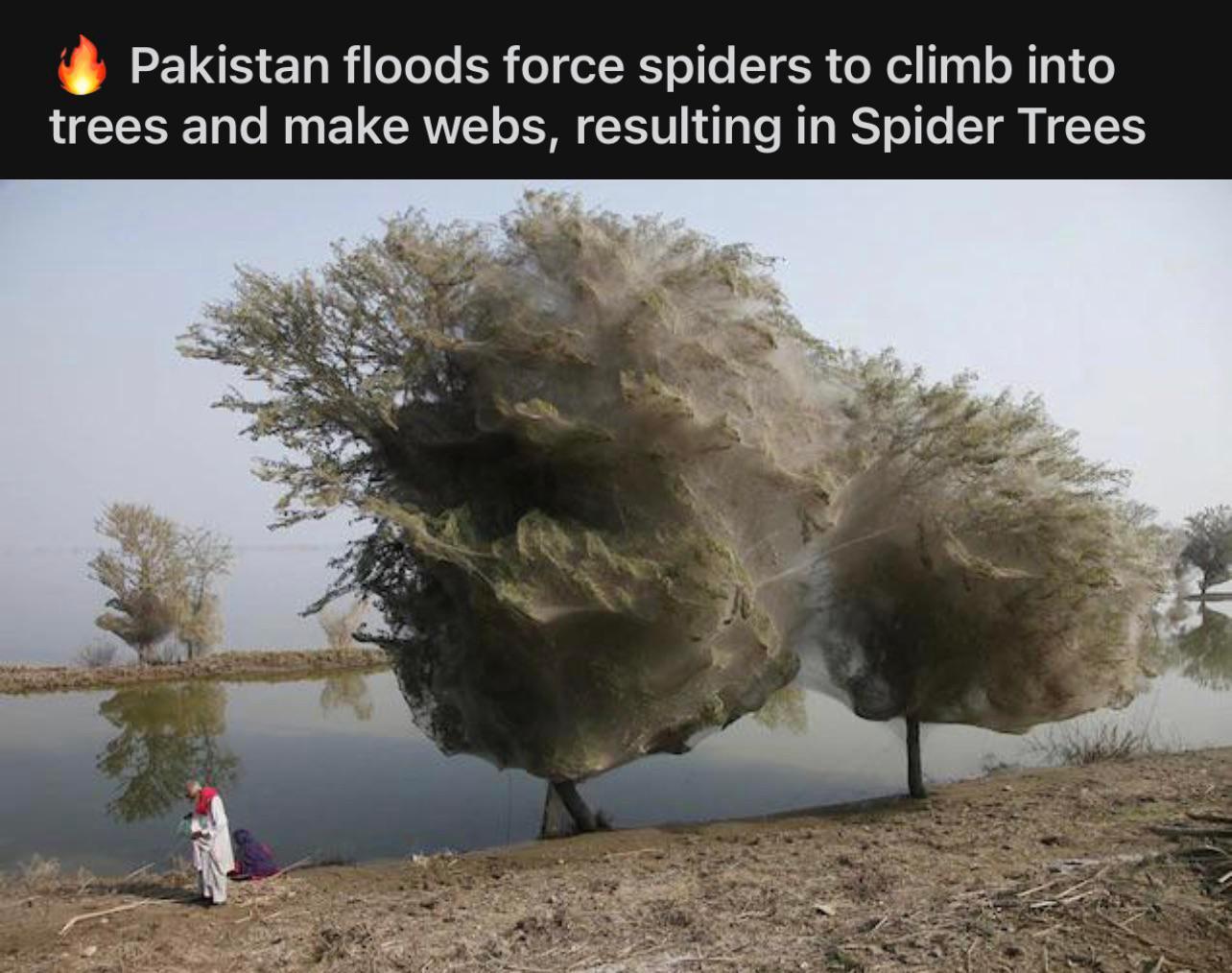 Thanks, I hate spider trees Scrolller