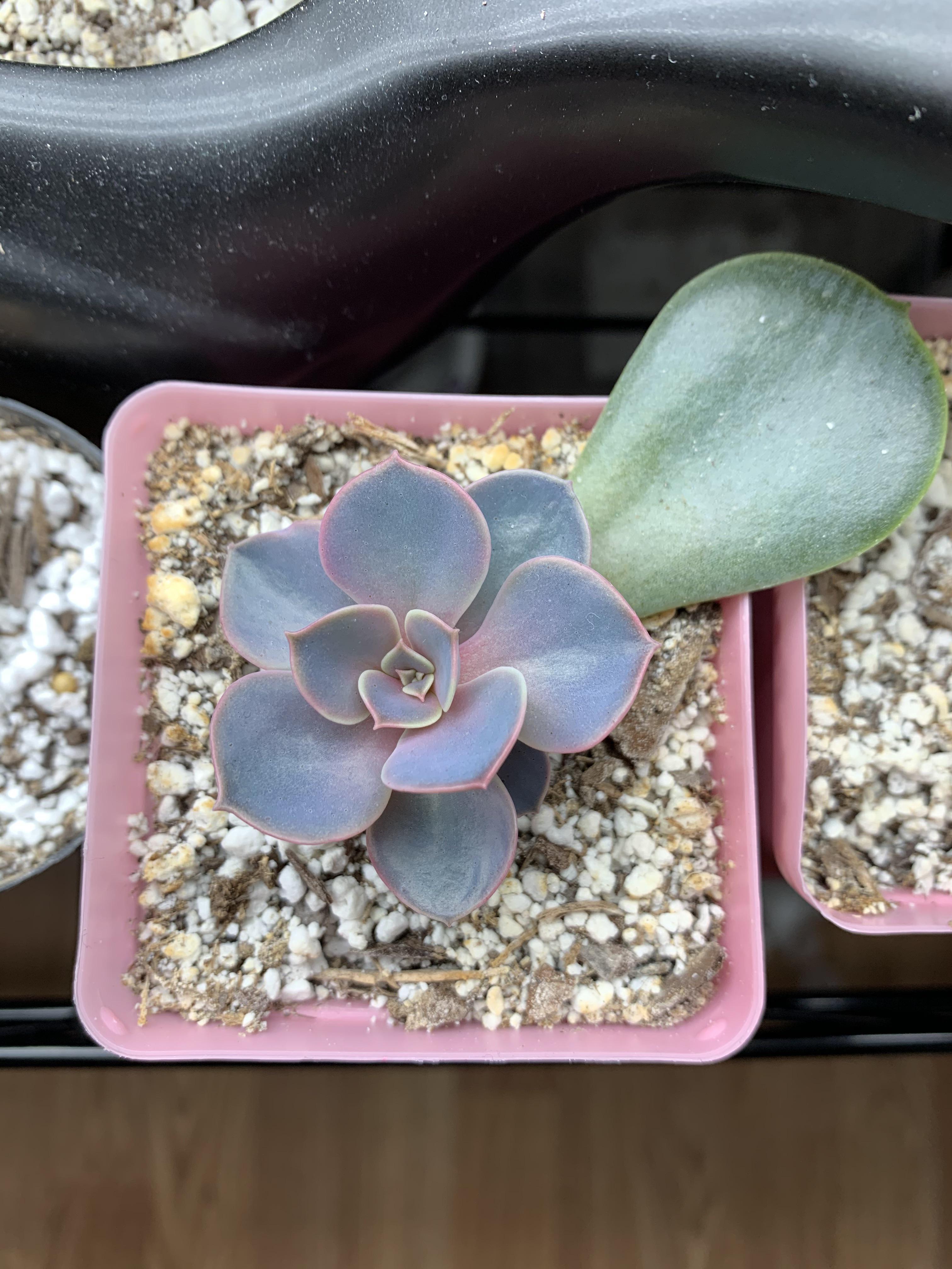 The best of any of my props. A beautiful distraction today. | Scrolller