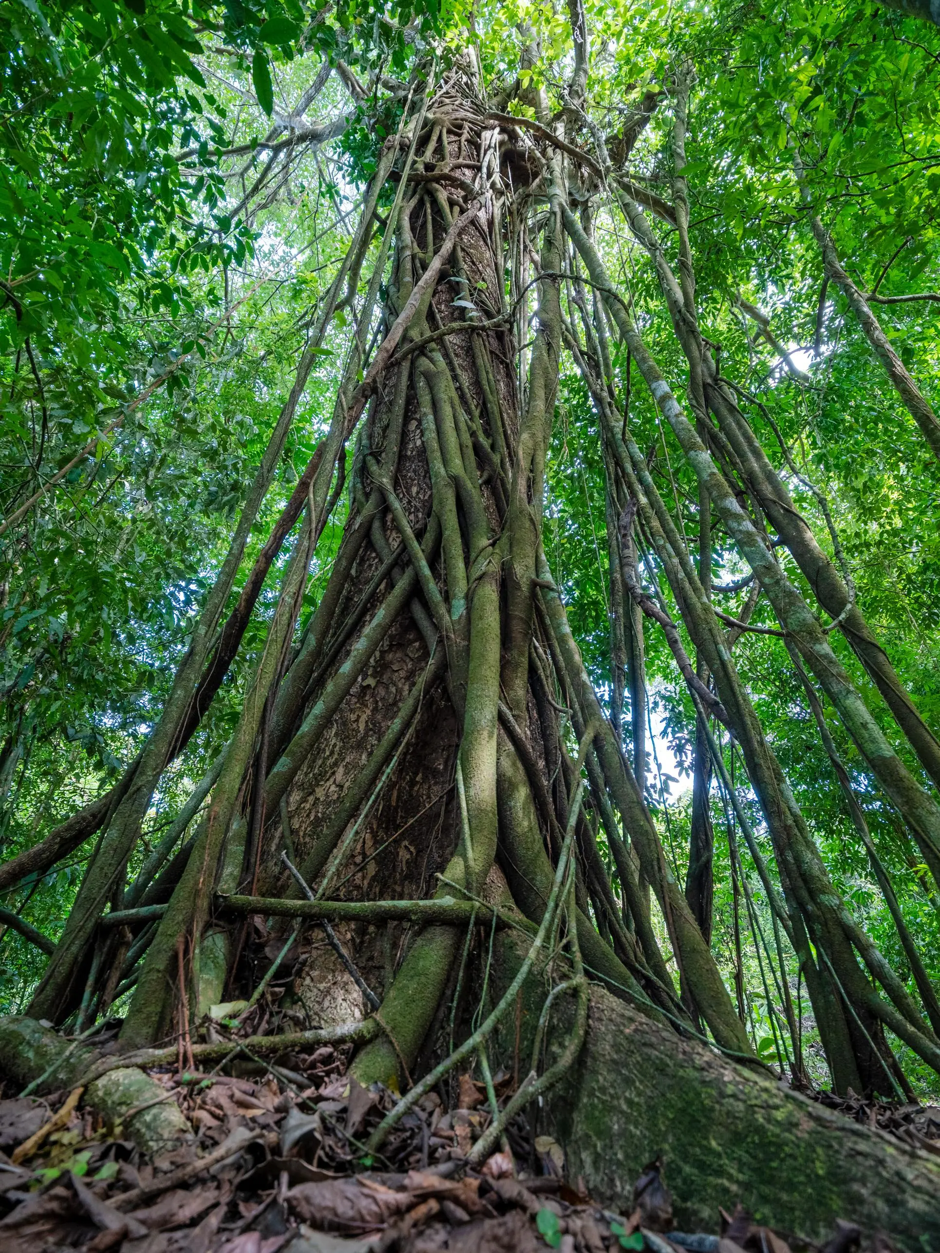 The Ficus tree will slowly overtake an existing host tree, strangling ...