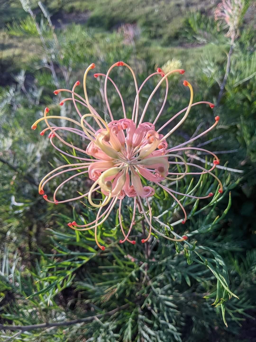 Flower cryptic Scrolller