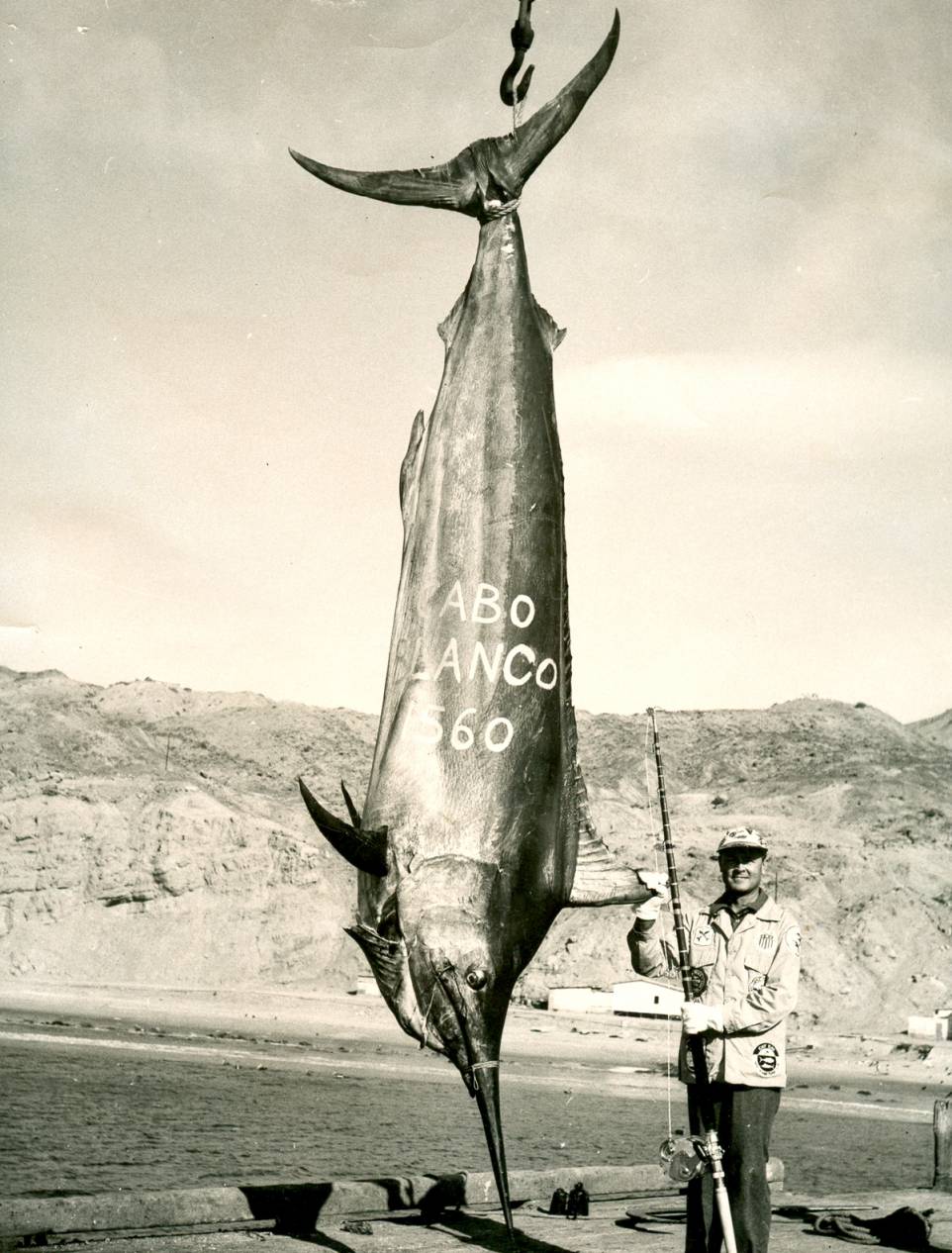 The largest black marlin fish ever caught, weighing in at 1560 pounds