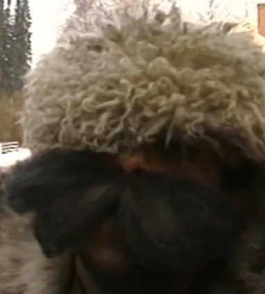 the Lorax new live-action remake leak 100% legit | Scrolller