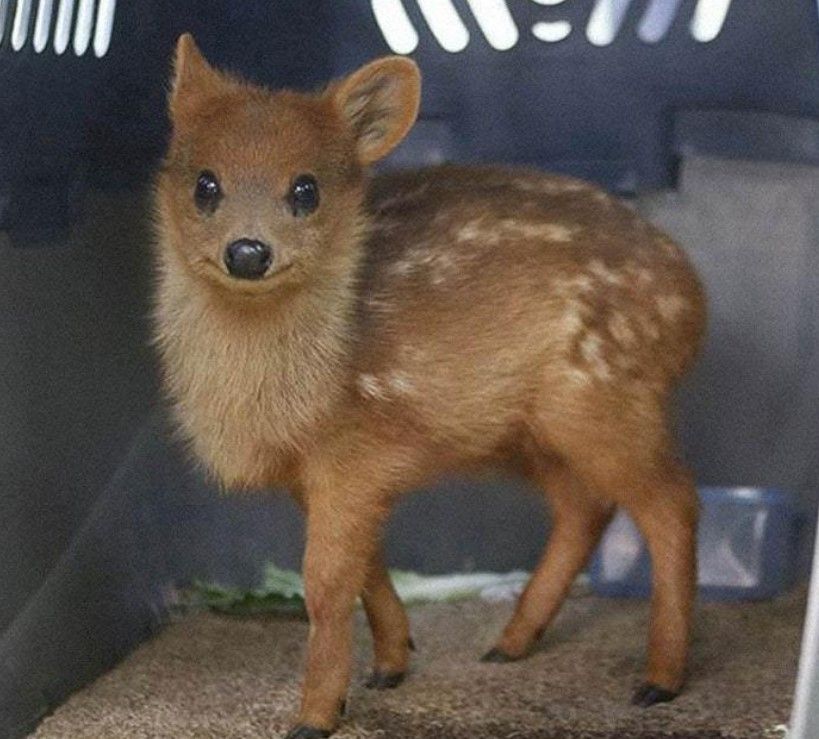 Pudu Deer | Scrolller