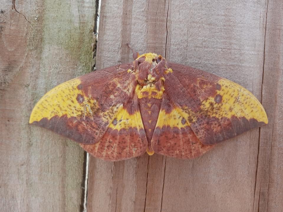 The way this moth looks like a leaf, or the way this leaf looks like a ...