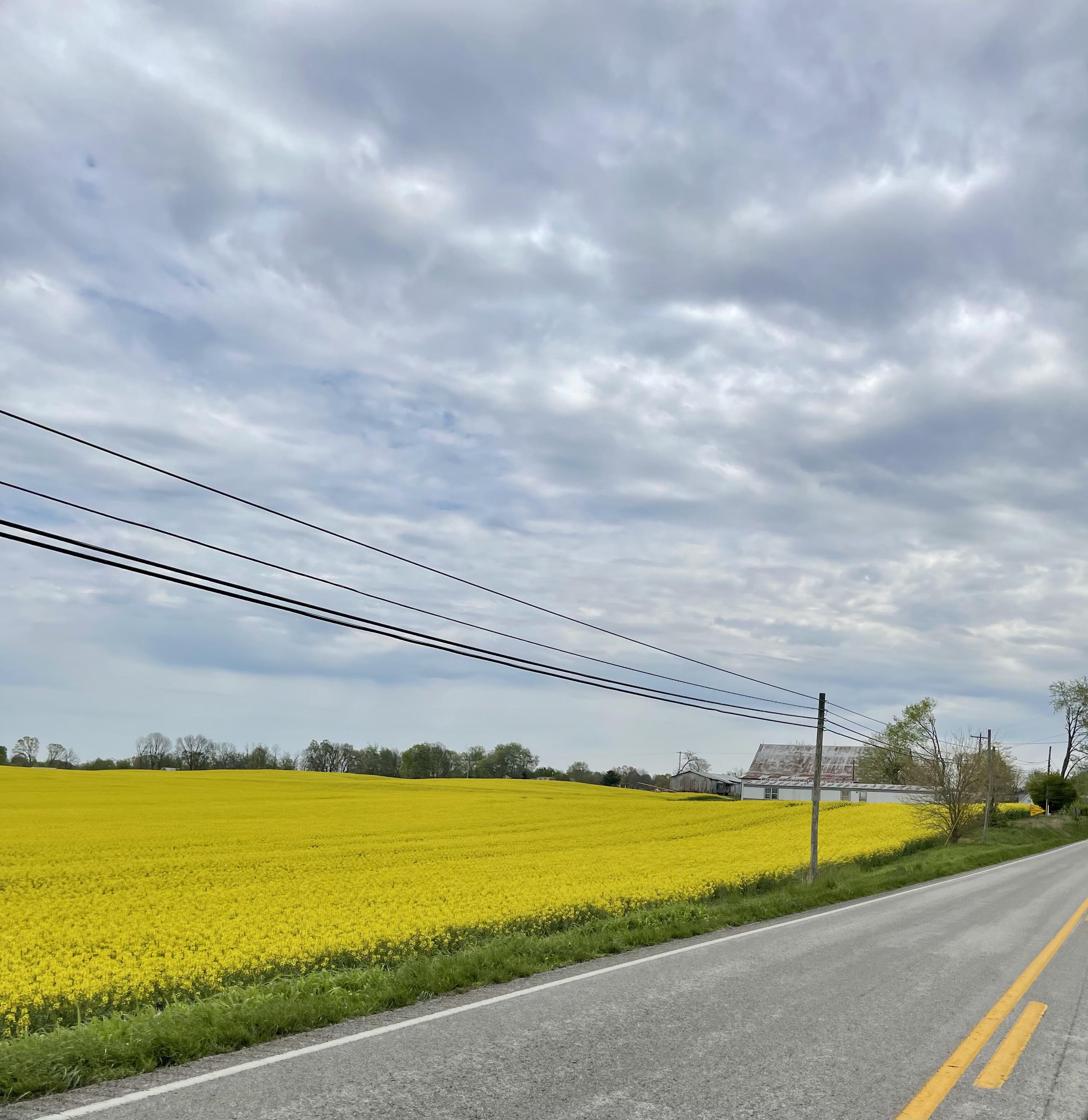 The yellow fields of Kentucky | Scrolller