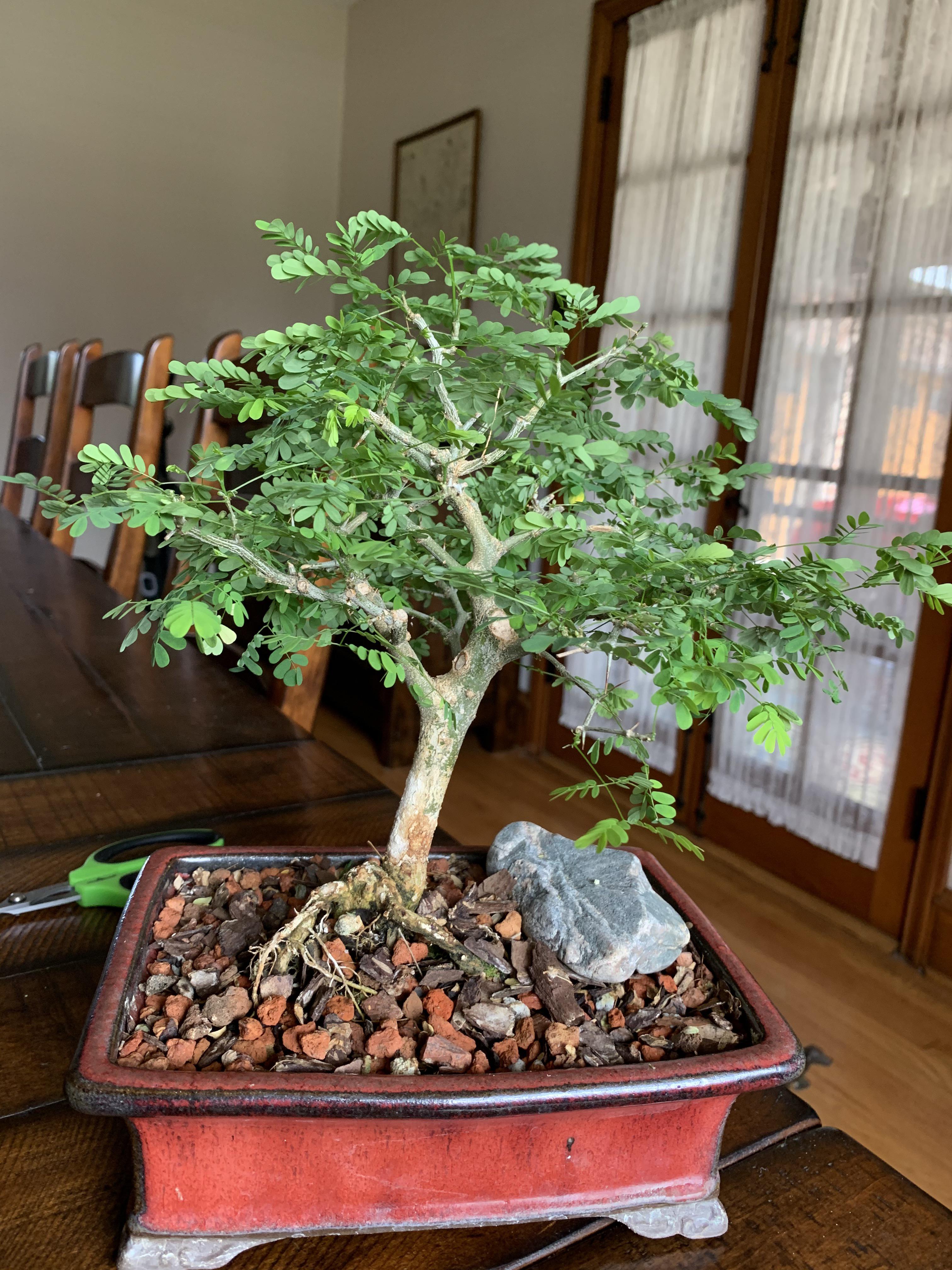 This Brazilian Rain Tree is excited for spring! | Scrolller