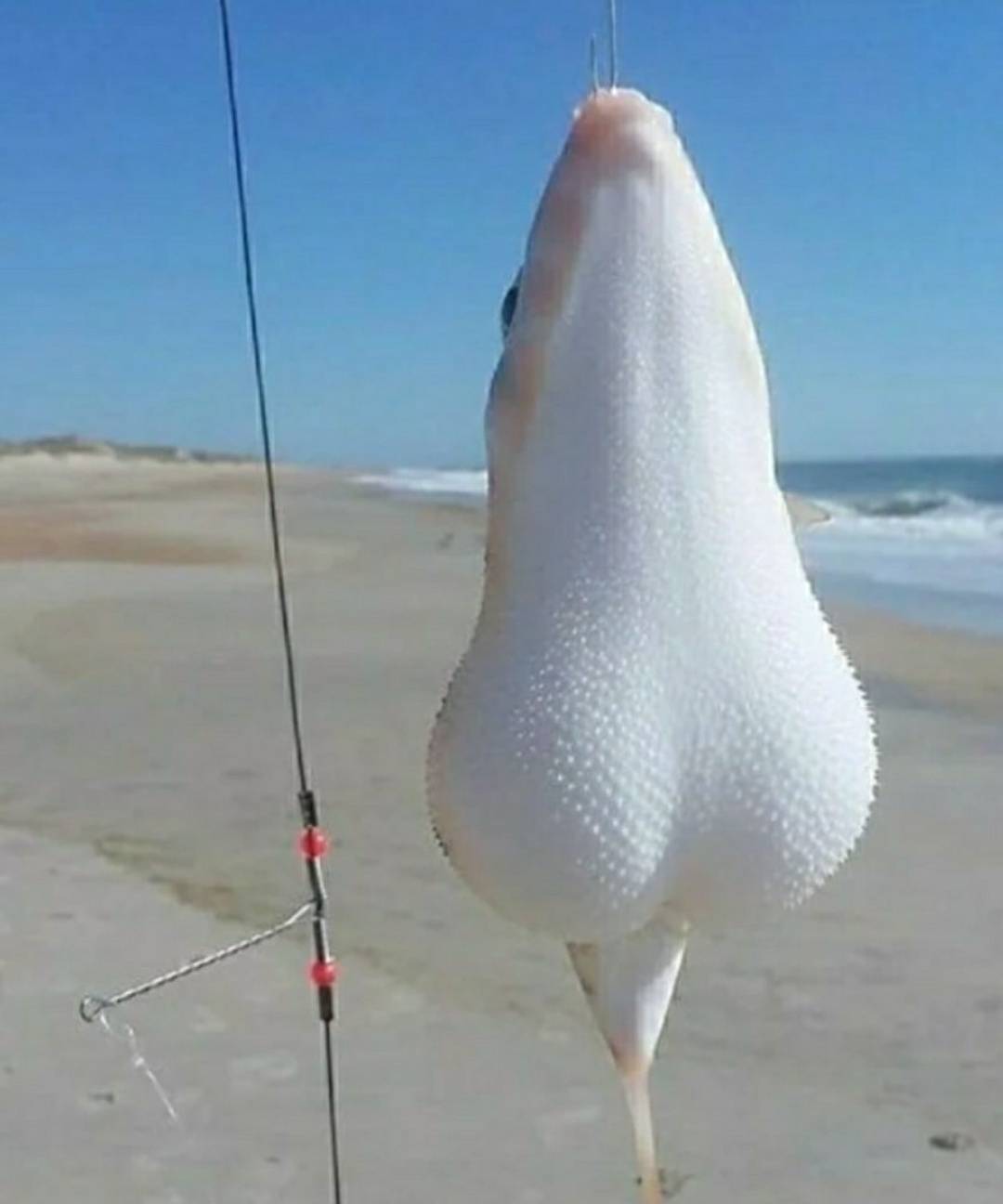 🔥 this fish with testicles Scrolller