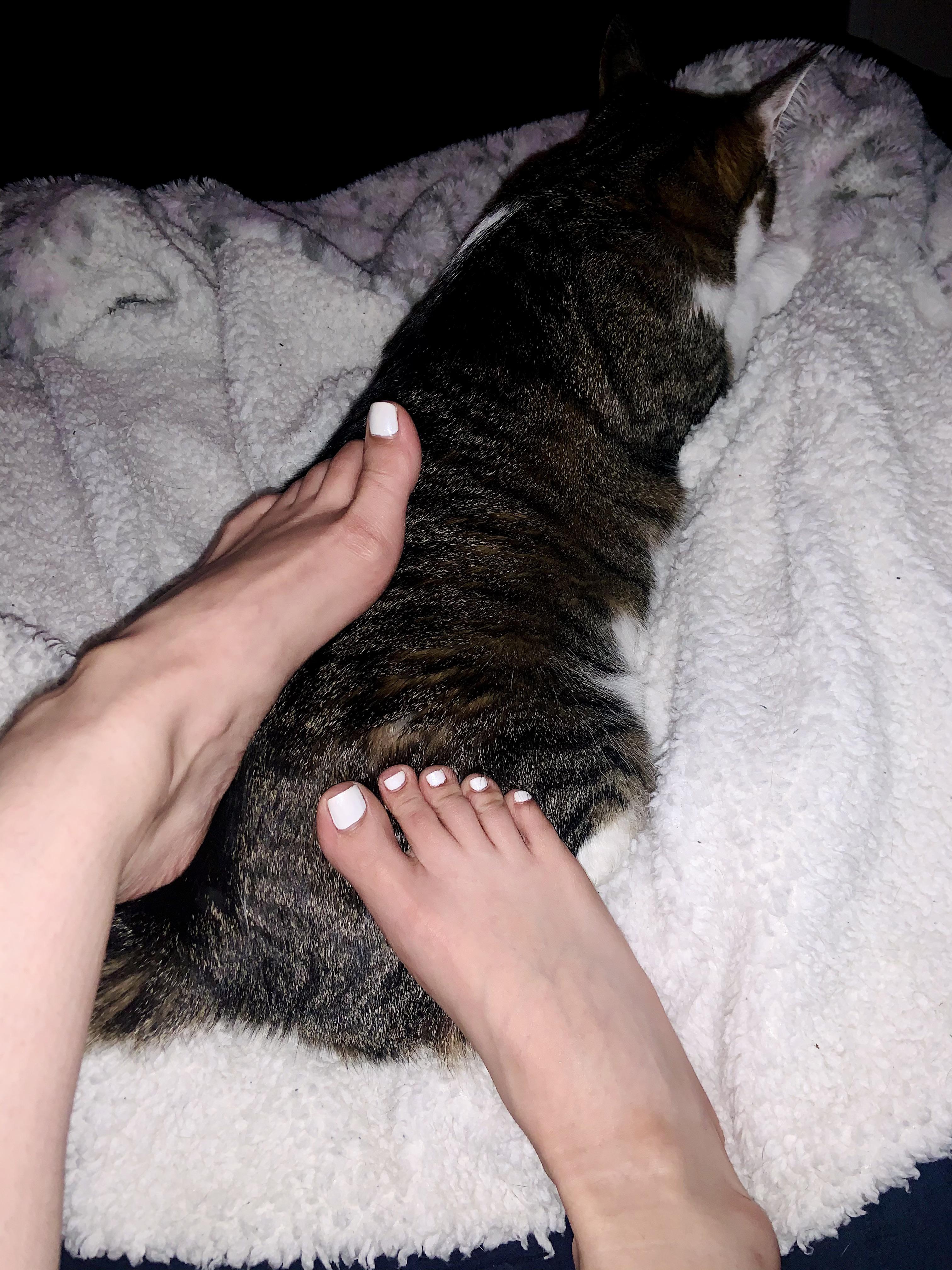 this gives "pussyfootin around" a new meaning.. 😸 | Scrolller