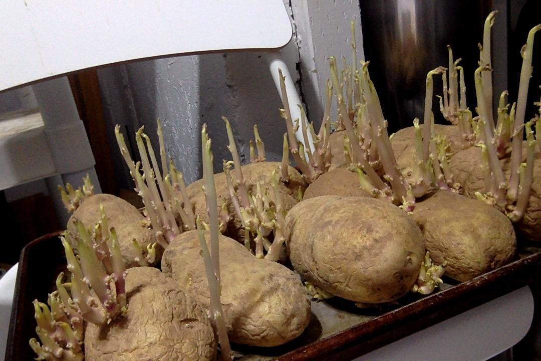 this-is-what-happens-to-a-potato-if-you-leave-it-out-for-too-long