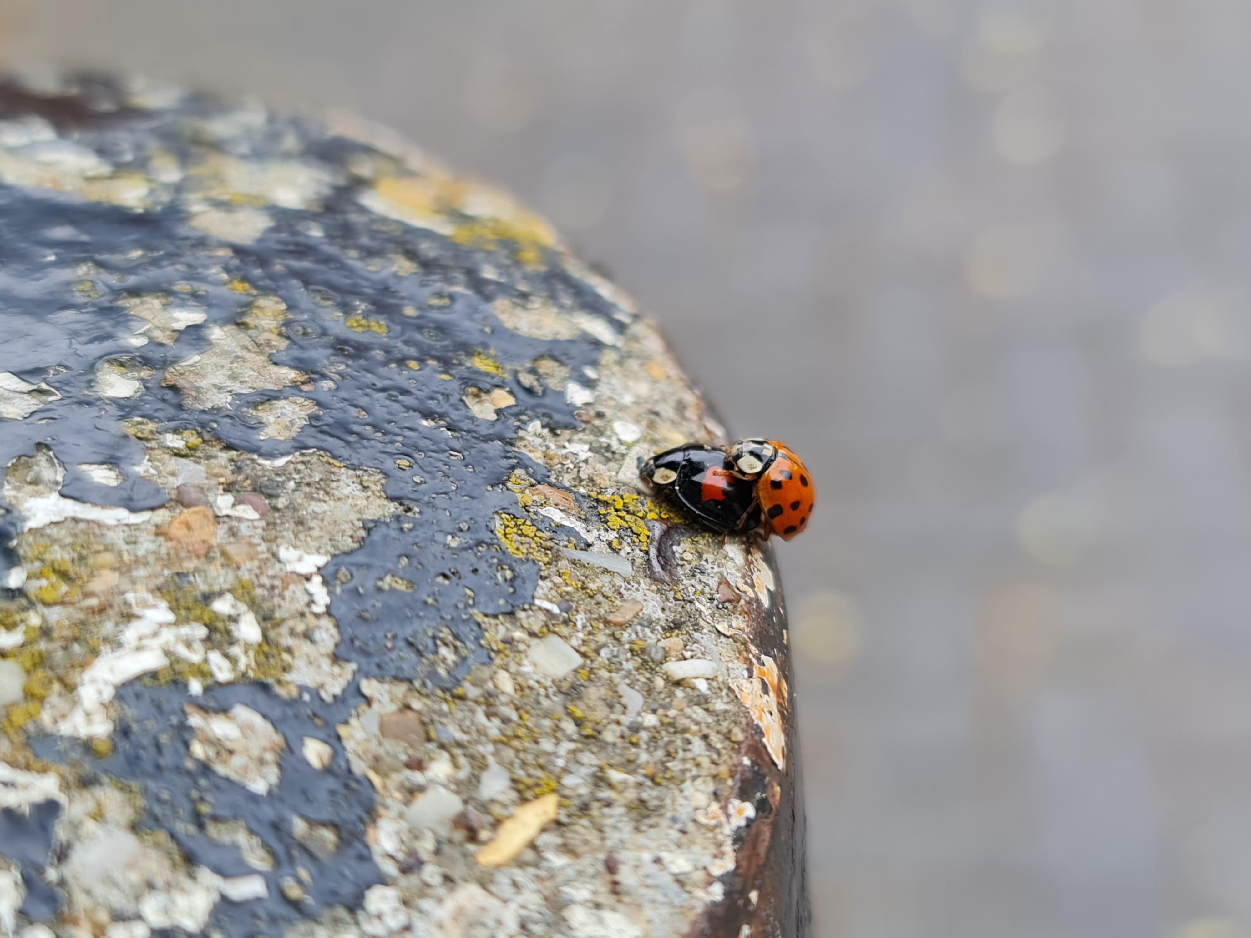 This is where little Ladybugs come from! Now you know Scrolller