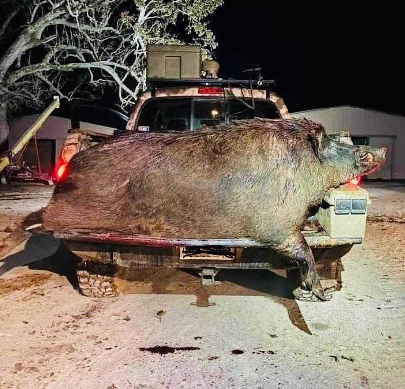 Largest Razorback This monster Razorback | Scrolller