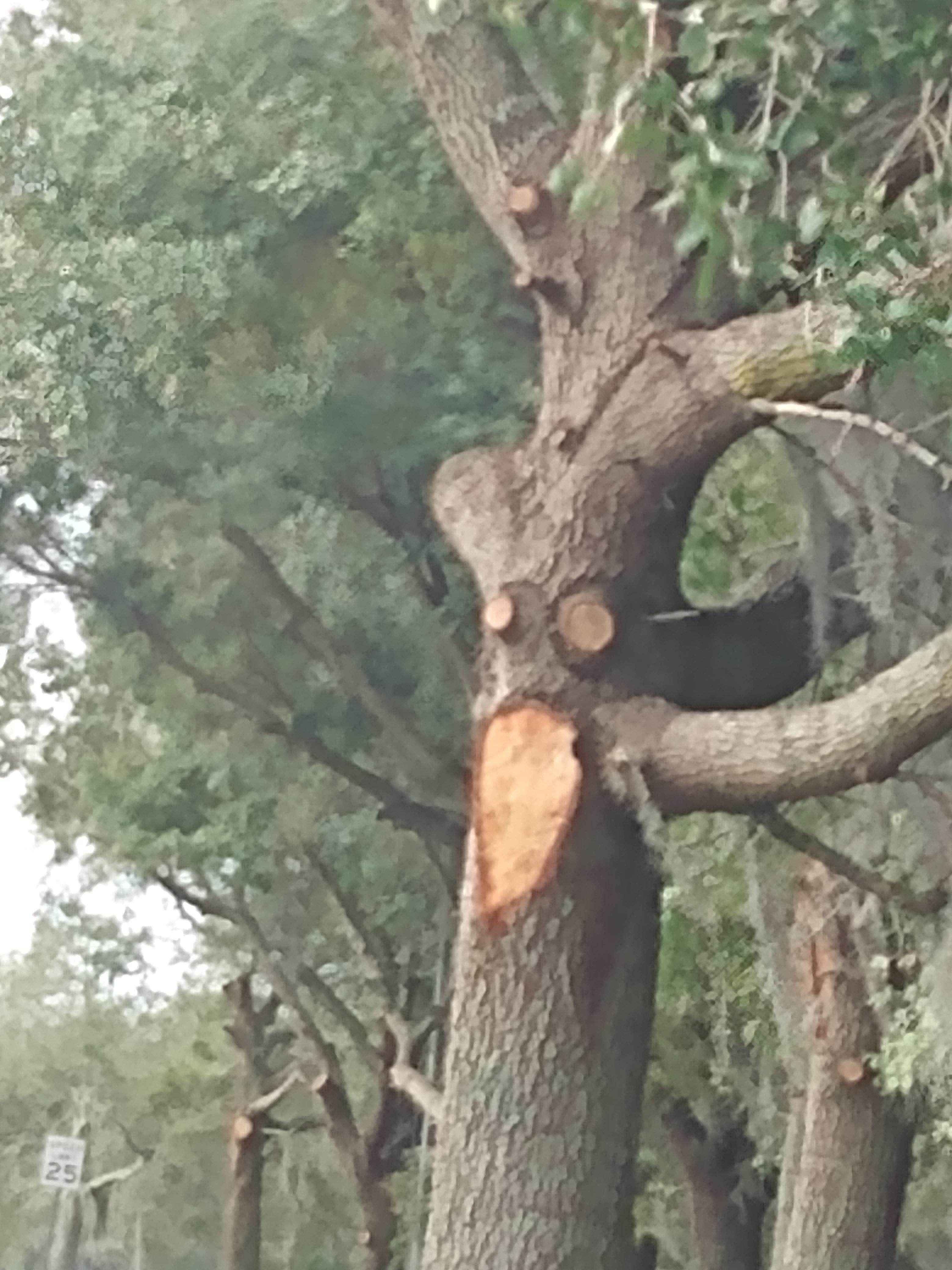 This tree looks scared Scrolller