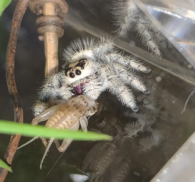 Today I got my first spider ever, meet Stella