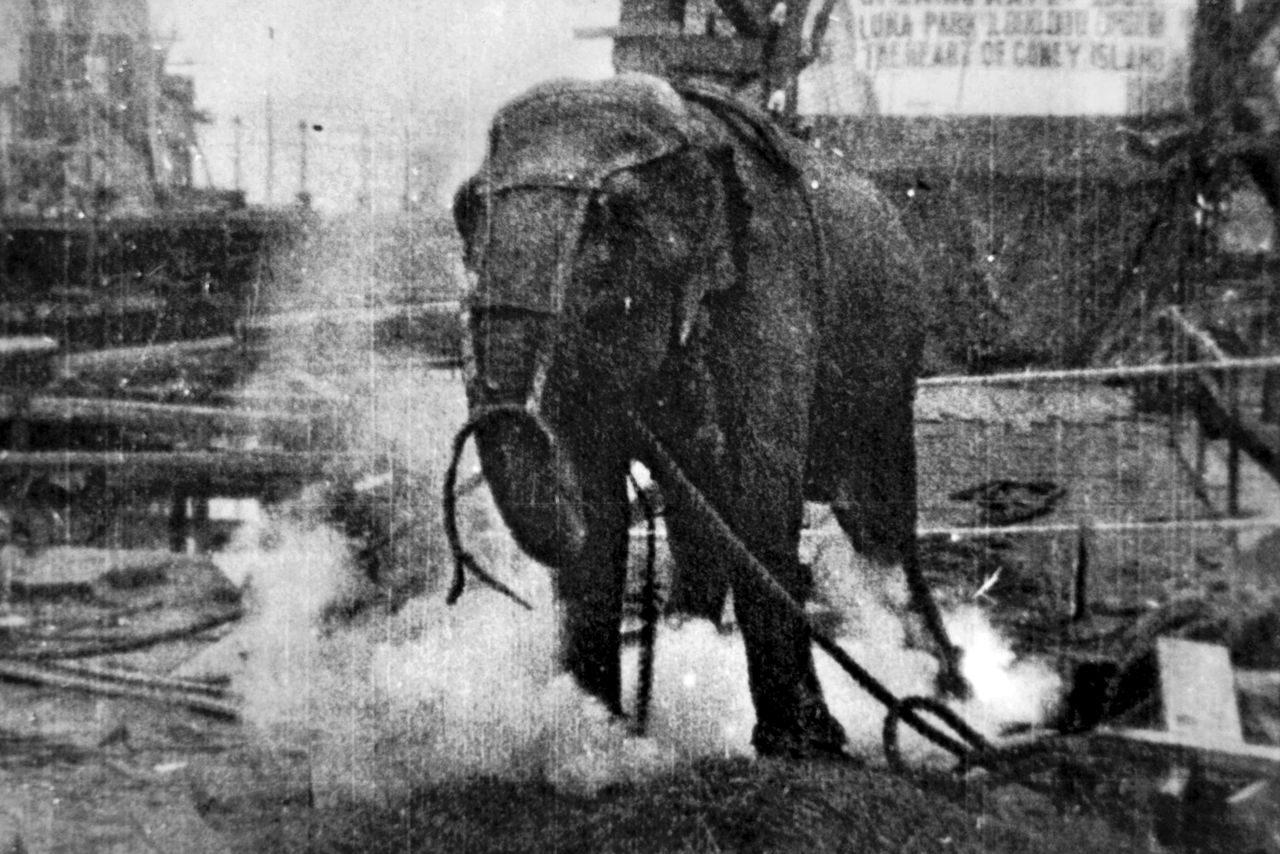 Topsy the elephant, whose execution via electrocution in 1903 was made