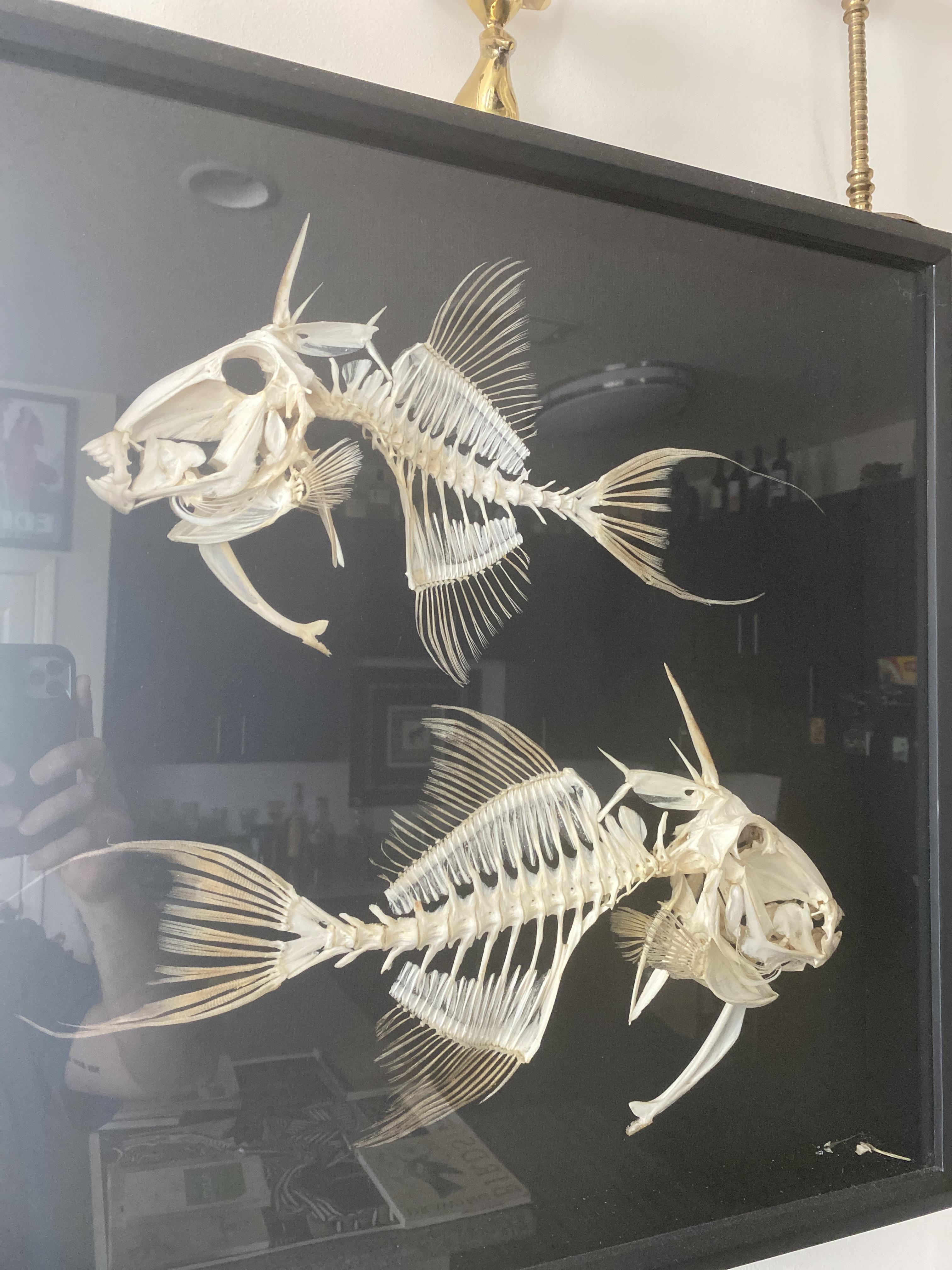 Trigger fish. | Scrolller