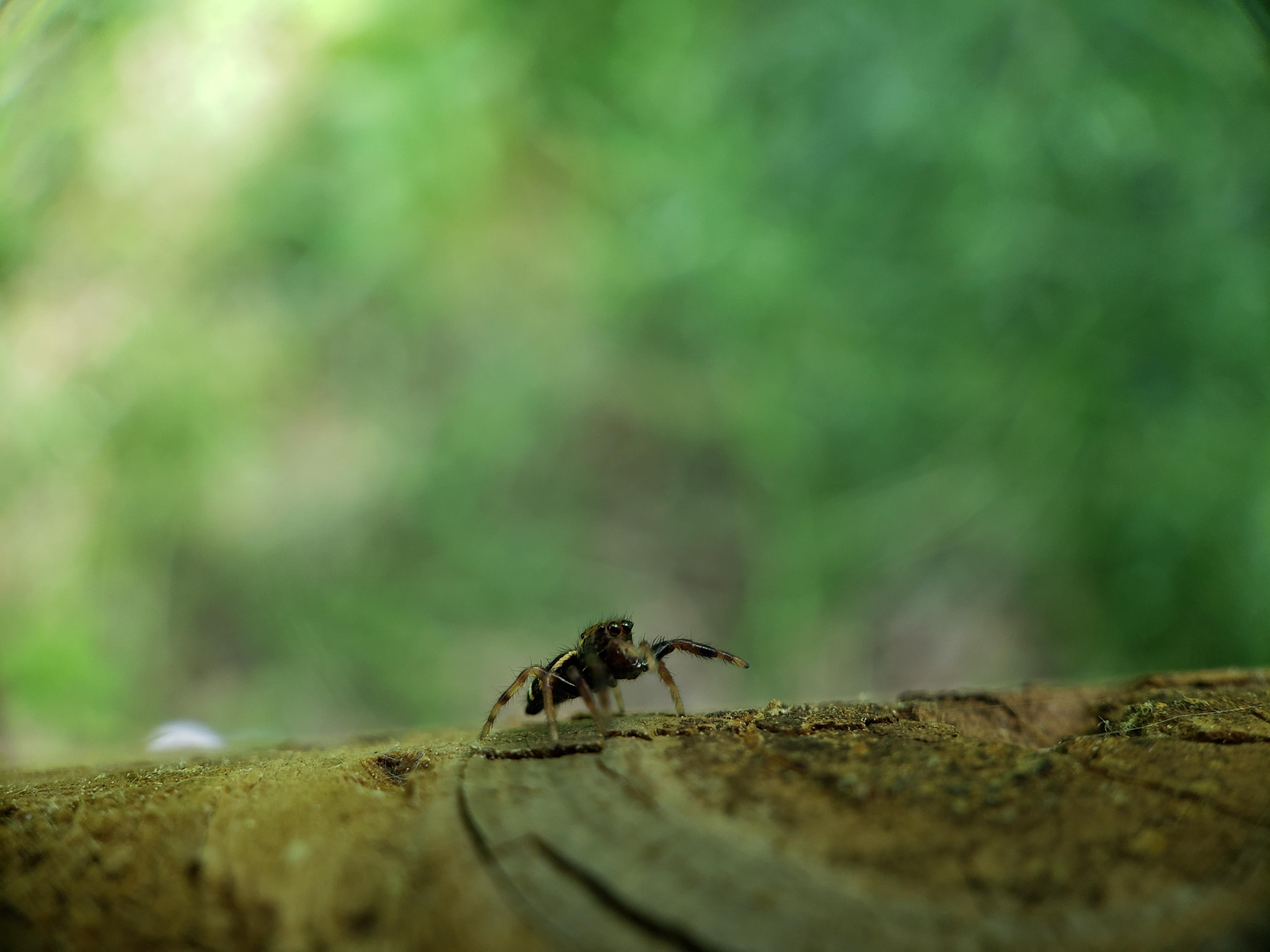 Twinflagged Jumping Spider - Anasaitis canosa. [4033x3024] Galaxy S9 ...