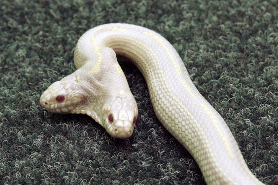 Two Snake Alpha Two-headed albino snake | Scrolller